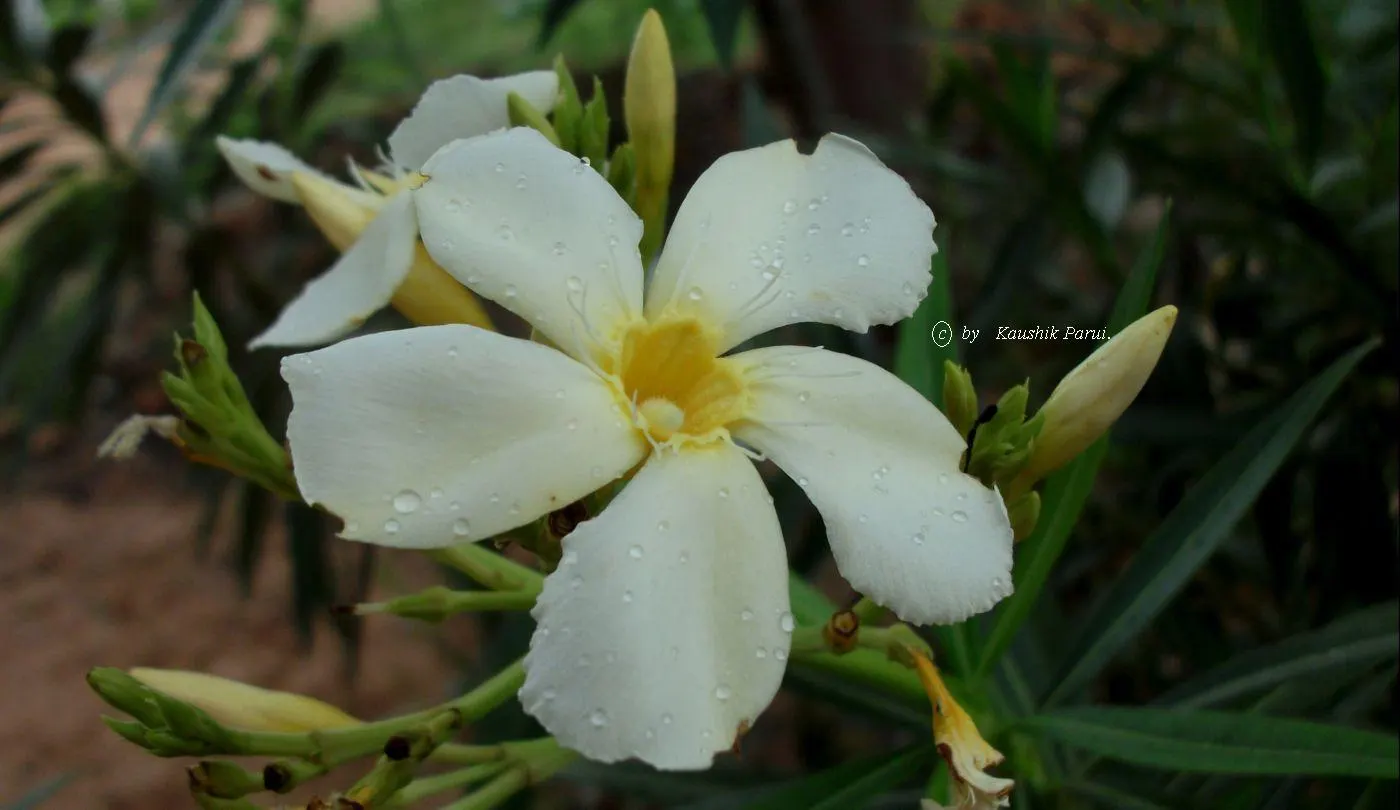White Oleander (Nerium Oleander 'White') — though aesthetically pleasing