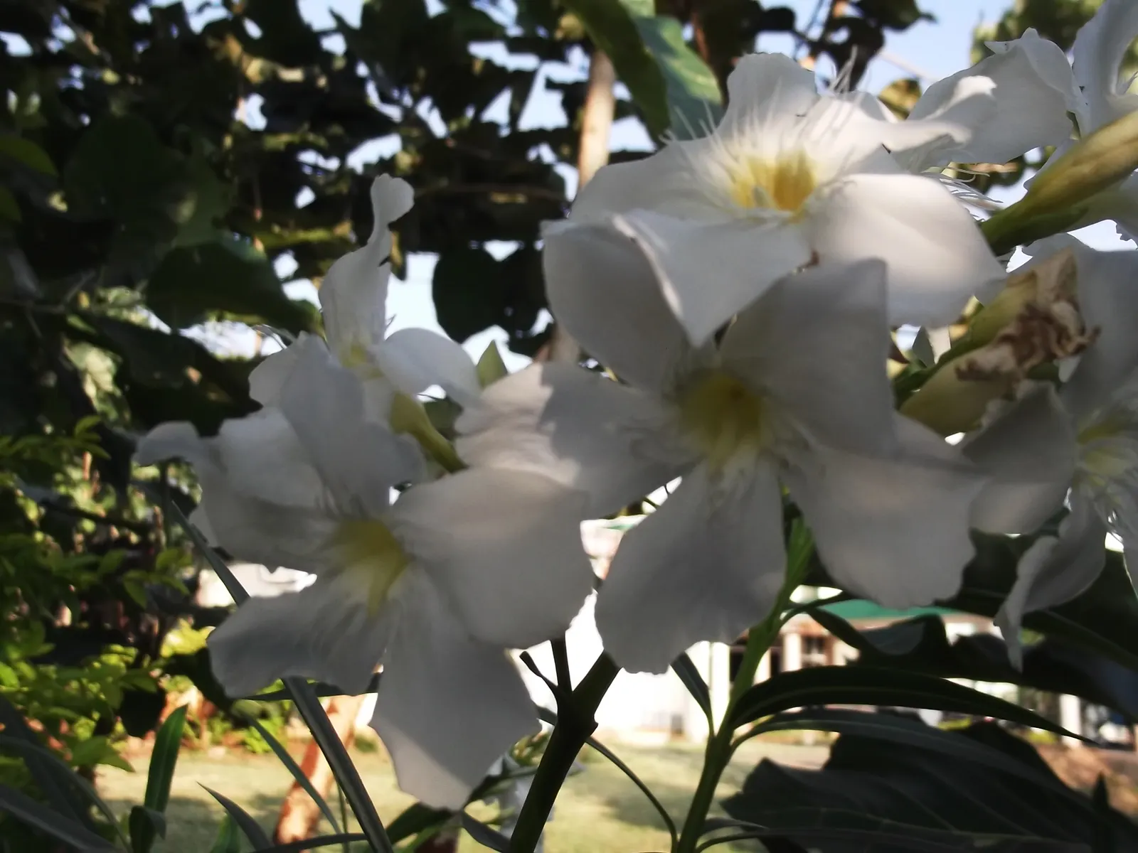 White Oleander (Nerium Oleander 'White') — which offer a delicate fragrance and flourish from early summer until the fall; the White Oleander is, image 65