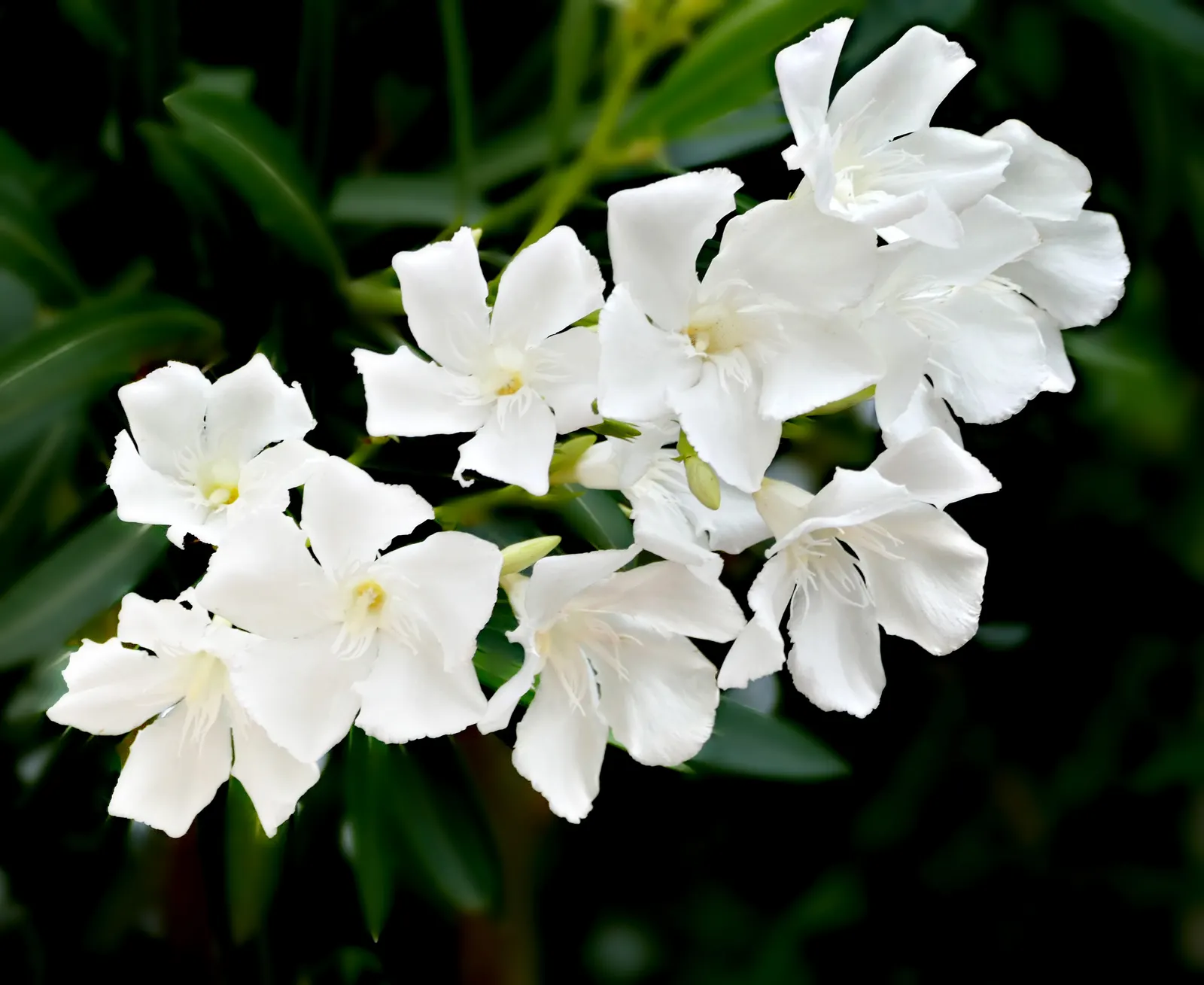White Oleander (Nerium Oleander 'White') — commonly referred to as the White Oleander; though aesthetically pleasing