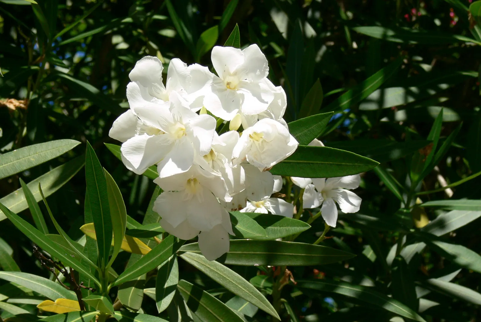 White Oleander (Nerium Oleander 'White') — This drought-tolerant species prefers well-drained soil; however, note its toxicity