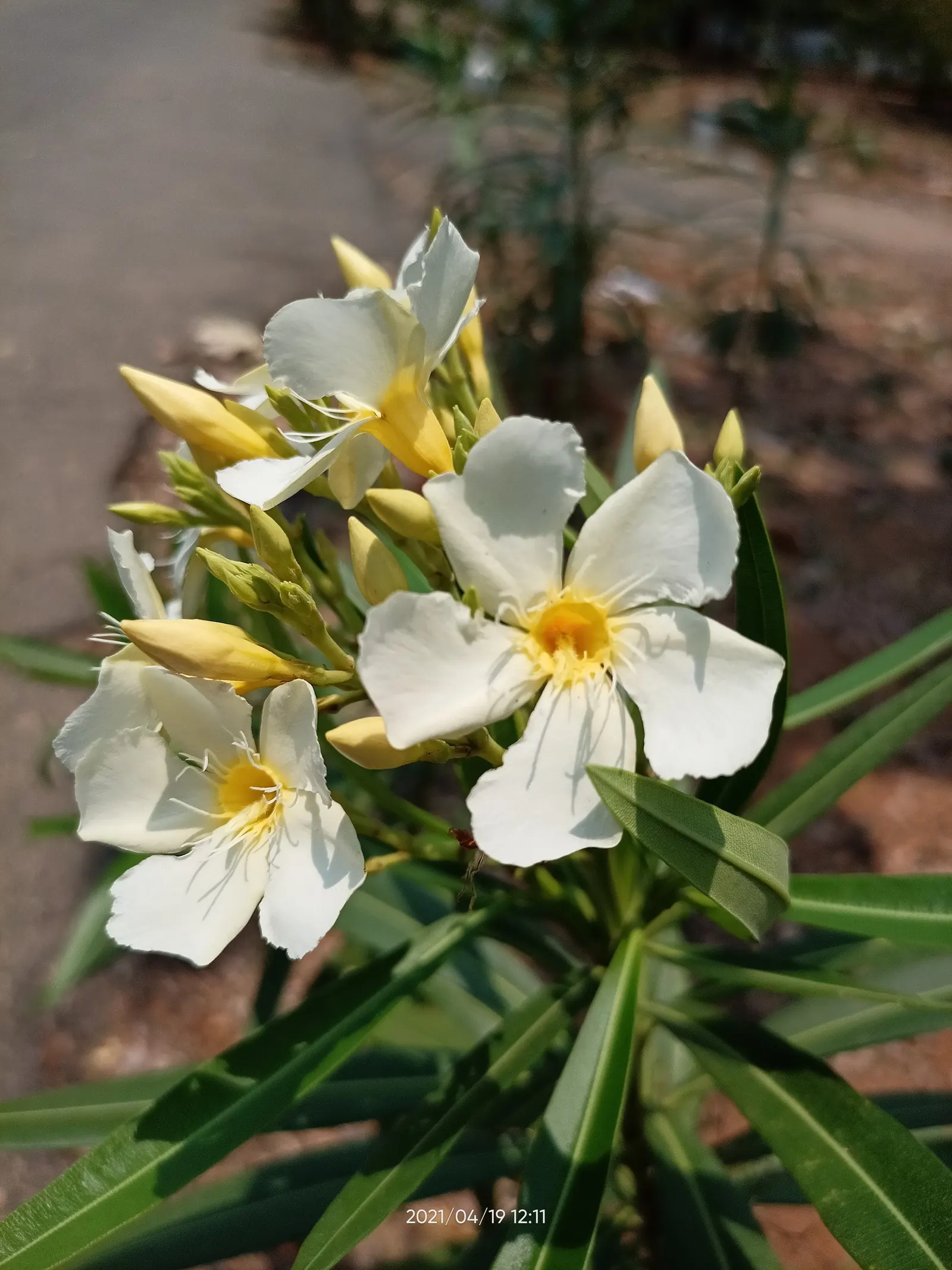 White Oleander (Nerium Oleander 'White') — the White Oleander is suited to moderate watering rhythms
