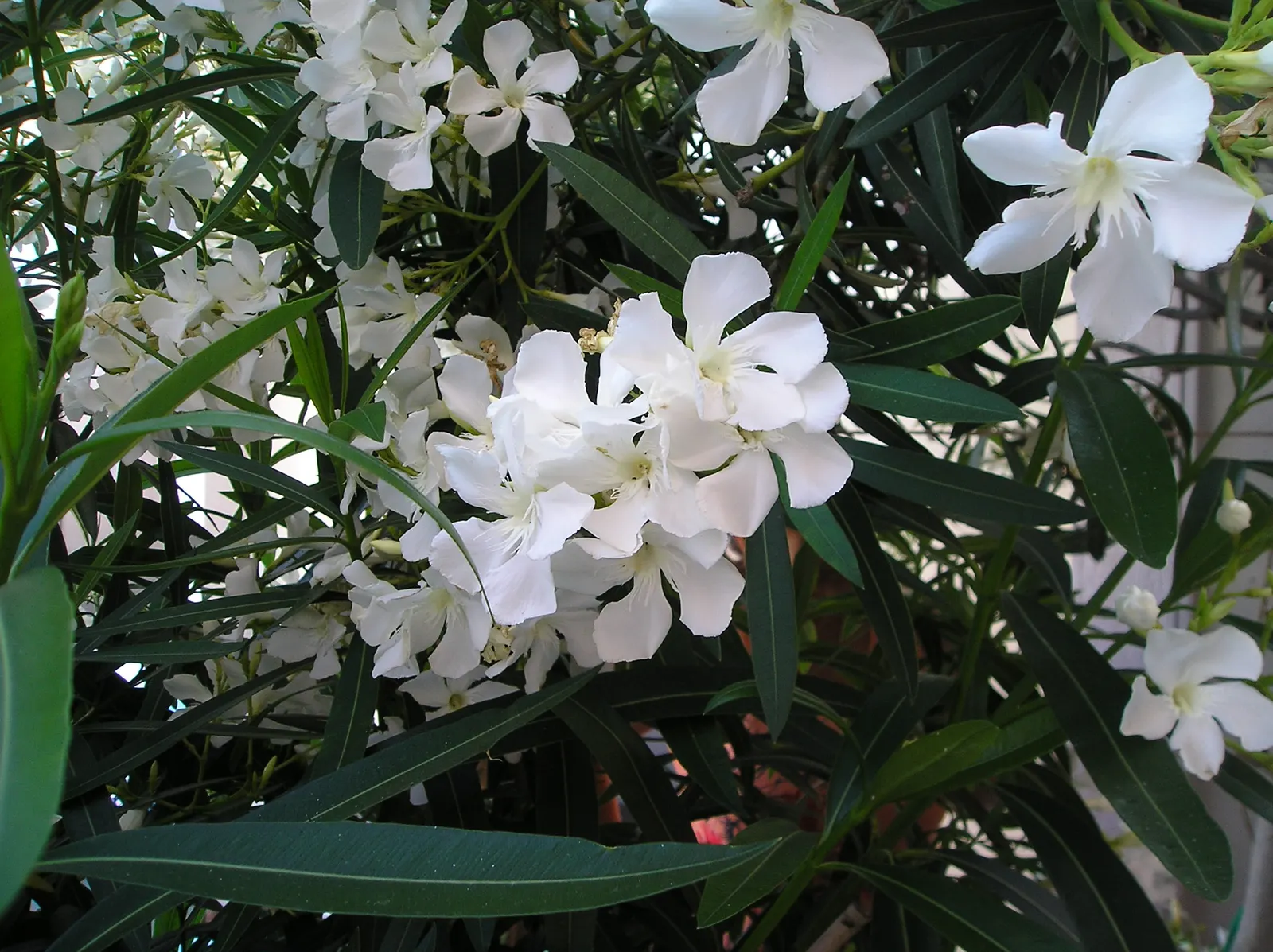 White Oleander (Nerium Oleander 'White') — The White Oleander (Nerium oleander 'White') is an evergreen shrub