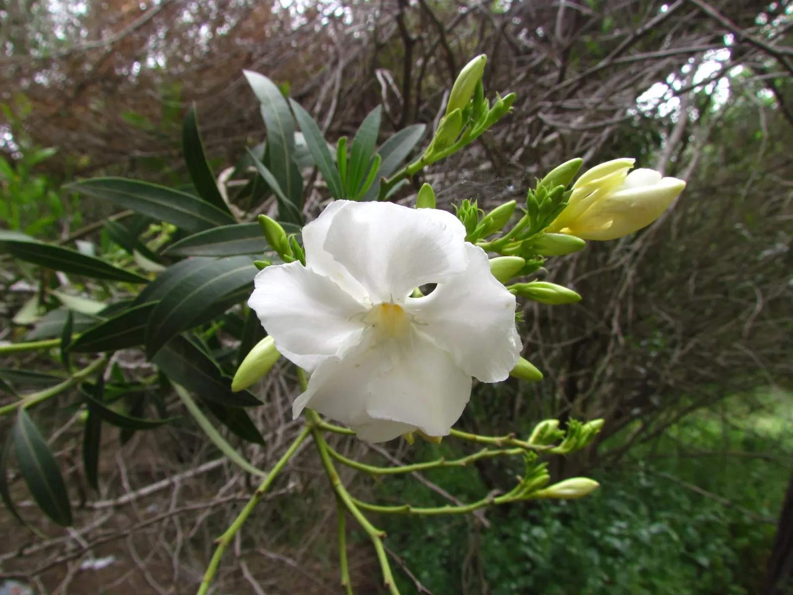 White Oleander (Nerium Oleander 'White') — requiring less attention once established