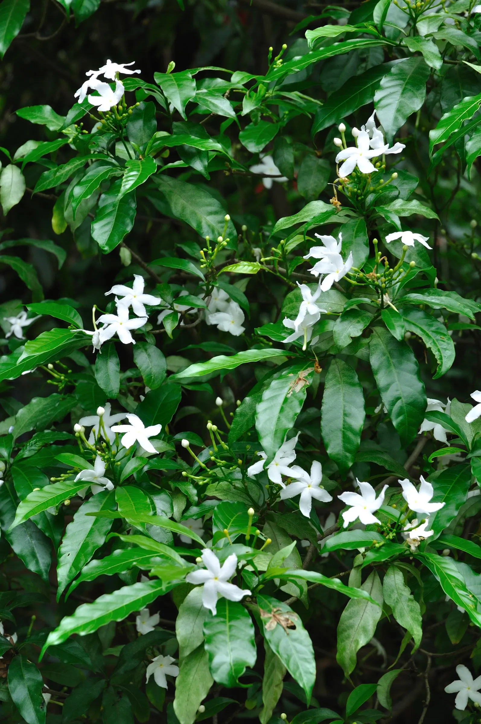 White Oleander (Nerium Oleander 'White') — which offer a delicate fragrance and flourish from early summer until the fall; the White Oleander is suited to