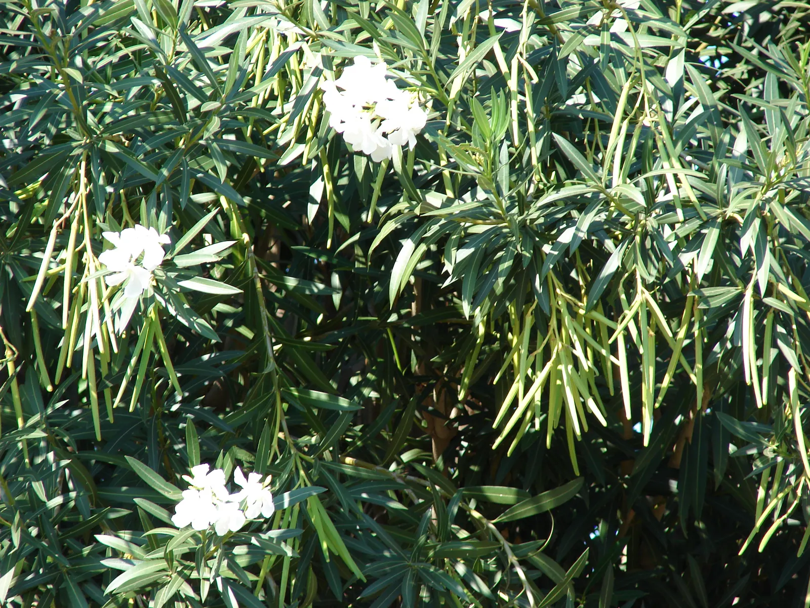 White Oleander (Nerium Oleander 'White') — It thrives in full sun, reaching heights of 8-12 feet with a spread of 8-10 feet; which offer a delicate, image 56