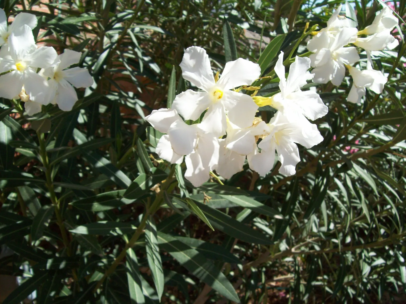 White Oleander (Nerium Oleander 'White') — This perennial shrub typically reaches a height of 8 to 12 feet and spreads about the same
