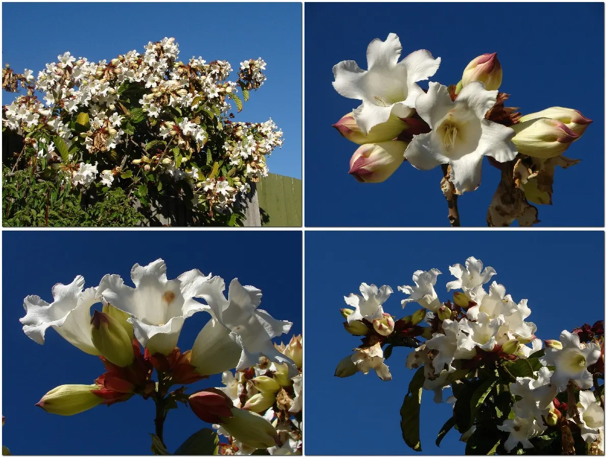 White Oleander (Nerium Oleander 'White') — Hardy in USDA zones 8-10, it requires minimal maintenance once established, image 32