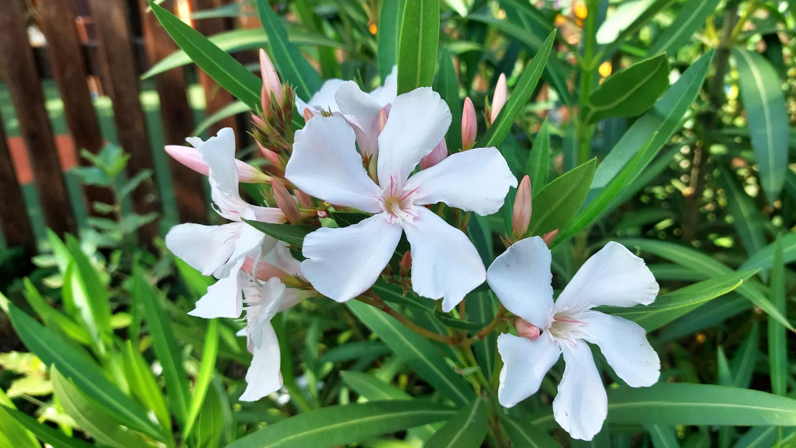 White Oleander (Nerium Oleander 'White') — creamy white blossoms and rich; shrub with white blooms