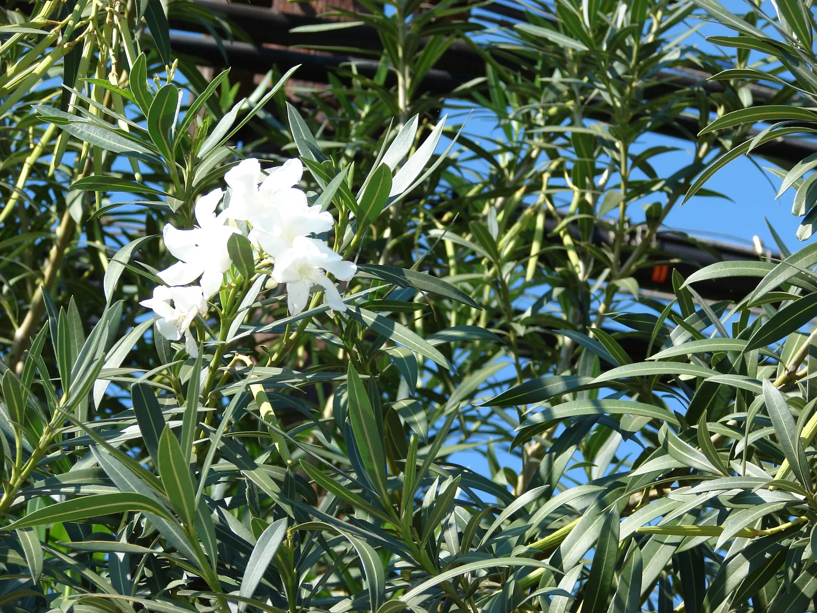 White Oleander (Nerium Oleander 'White') — leathery green and create a lush backdrop for the five-petaled flowers; are to be respected for their, image 64
