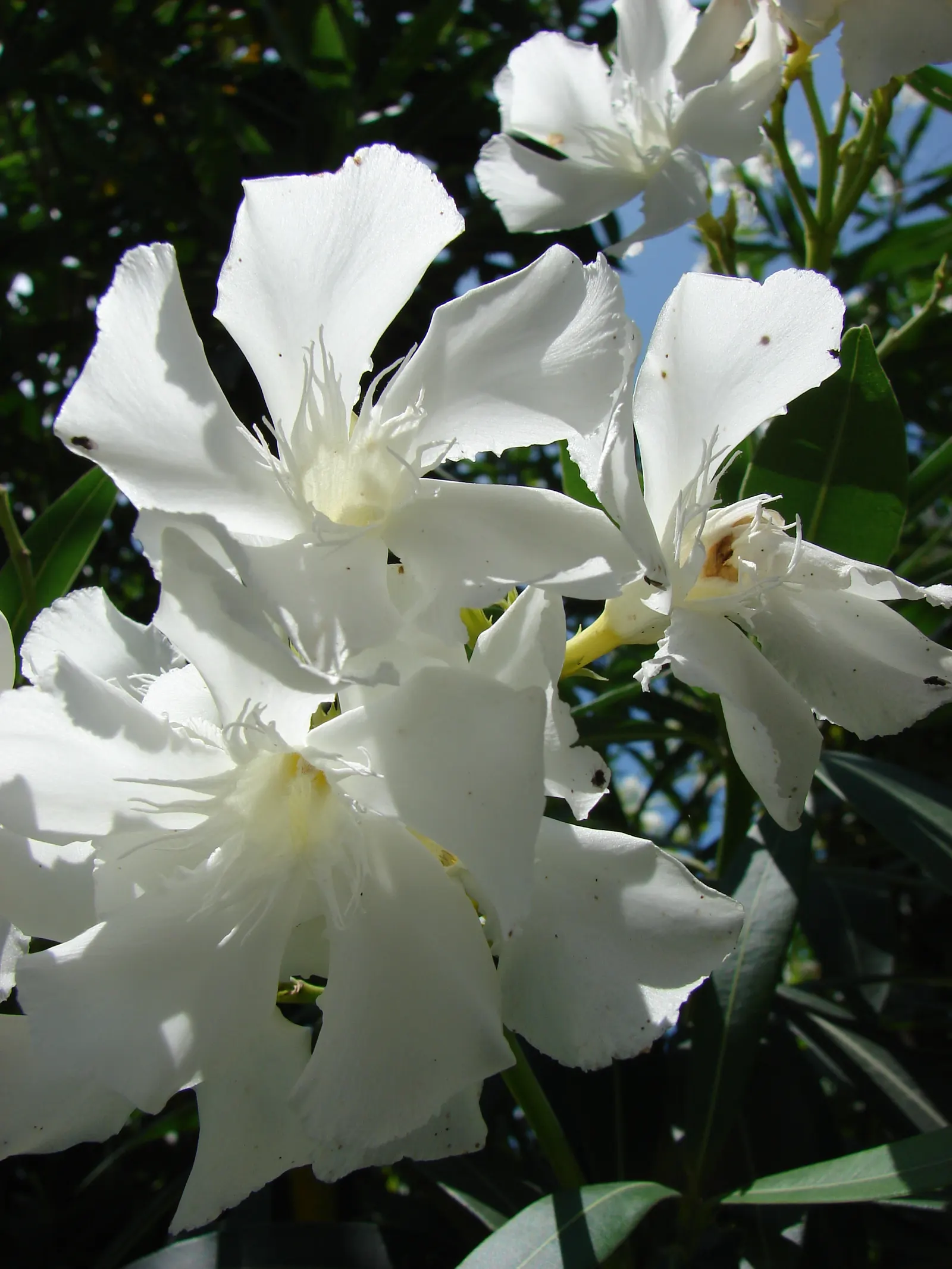 White Oleander (Nerium Oleander 'White') — It thrives in full sun, reaching heights of 8-12 feet with a spread of 8-10 feet; which offer a delicate fragrance