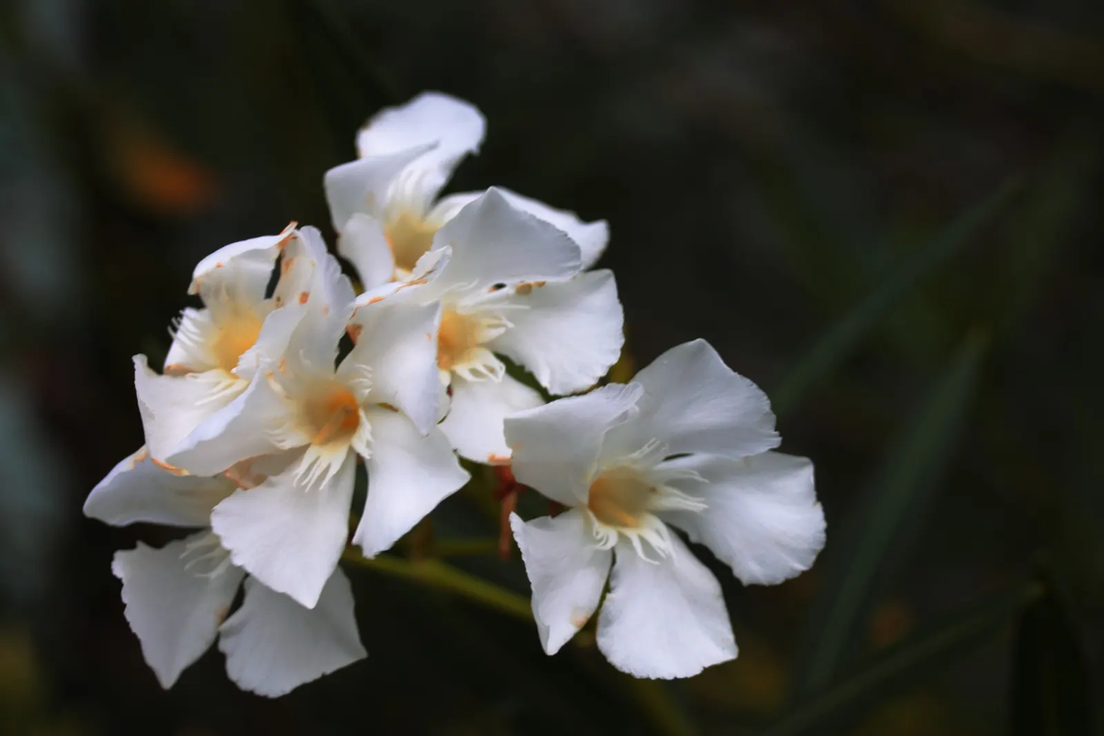 White Oleander (Nerium Oleander 'White') — shrub for full or half