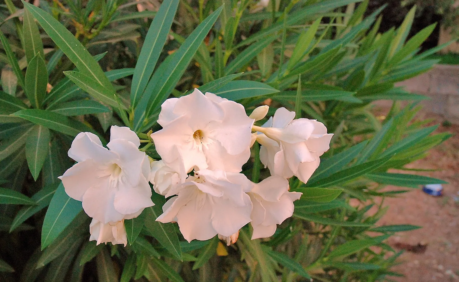 White Oleander (Nerium Oleander 'White') — shrub with white blooms