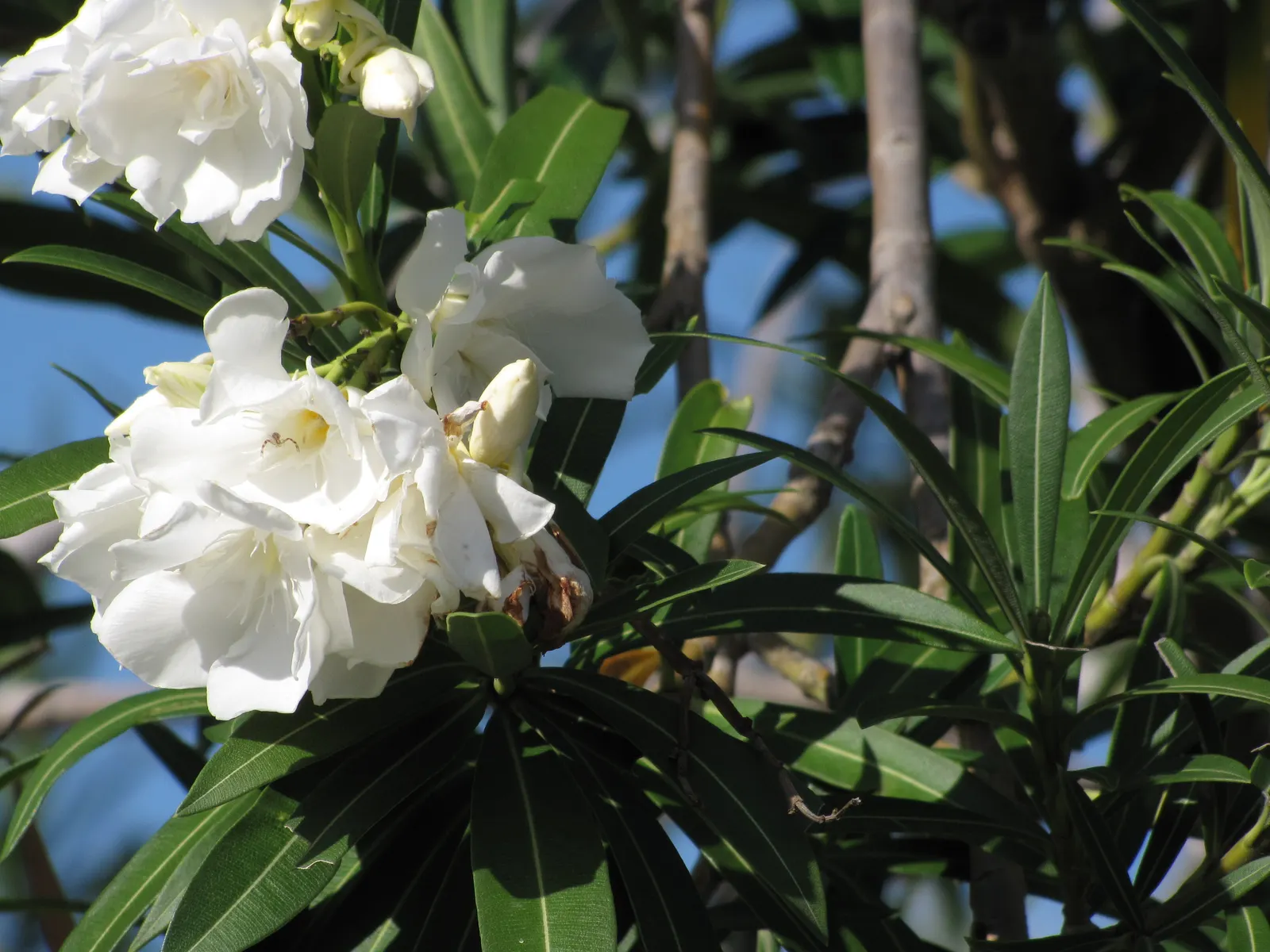 White Oleander (Nerium Oleander 'White') — and gloves should be worn when handling.<br><br>This robust shrub requires full sun exposure to thrive