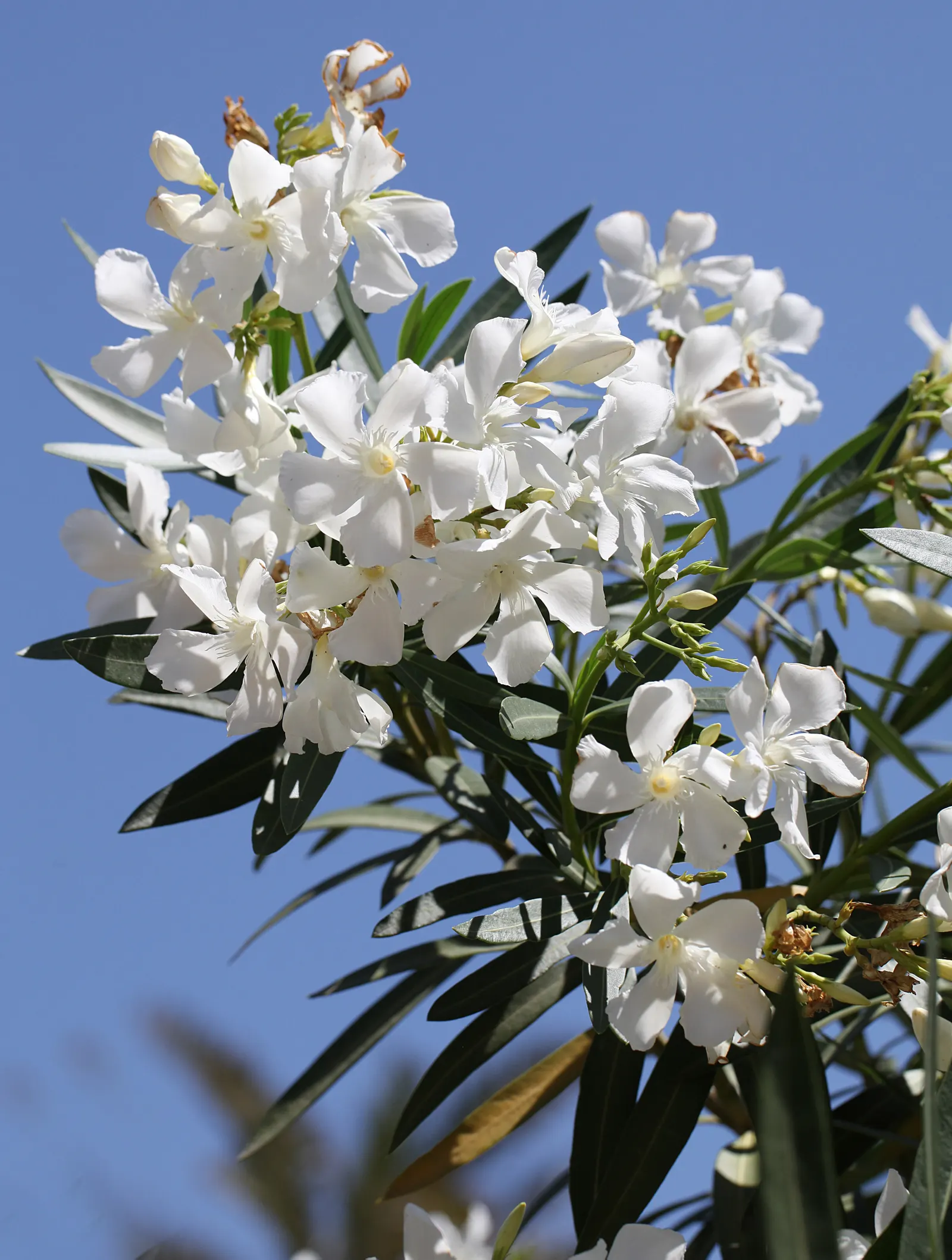 White Oleander (Nerium Oleander 'White') — ensuring the plant's ornamental charm brings beauty without risk