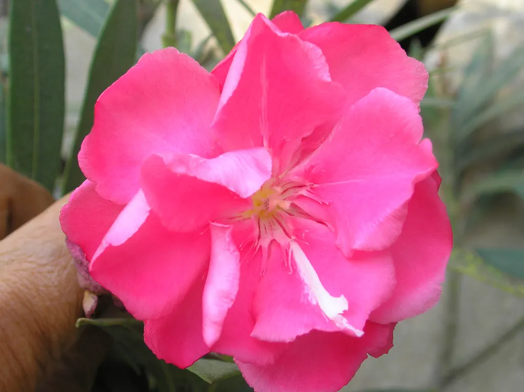 White Oleander (Nerium Oleander 'White') — To keep the plant's shape and promote bushy growth; with a preference for well-draining soil