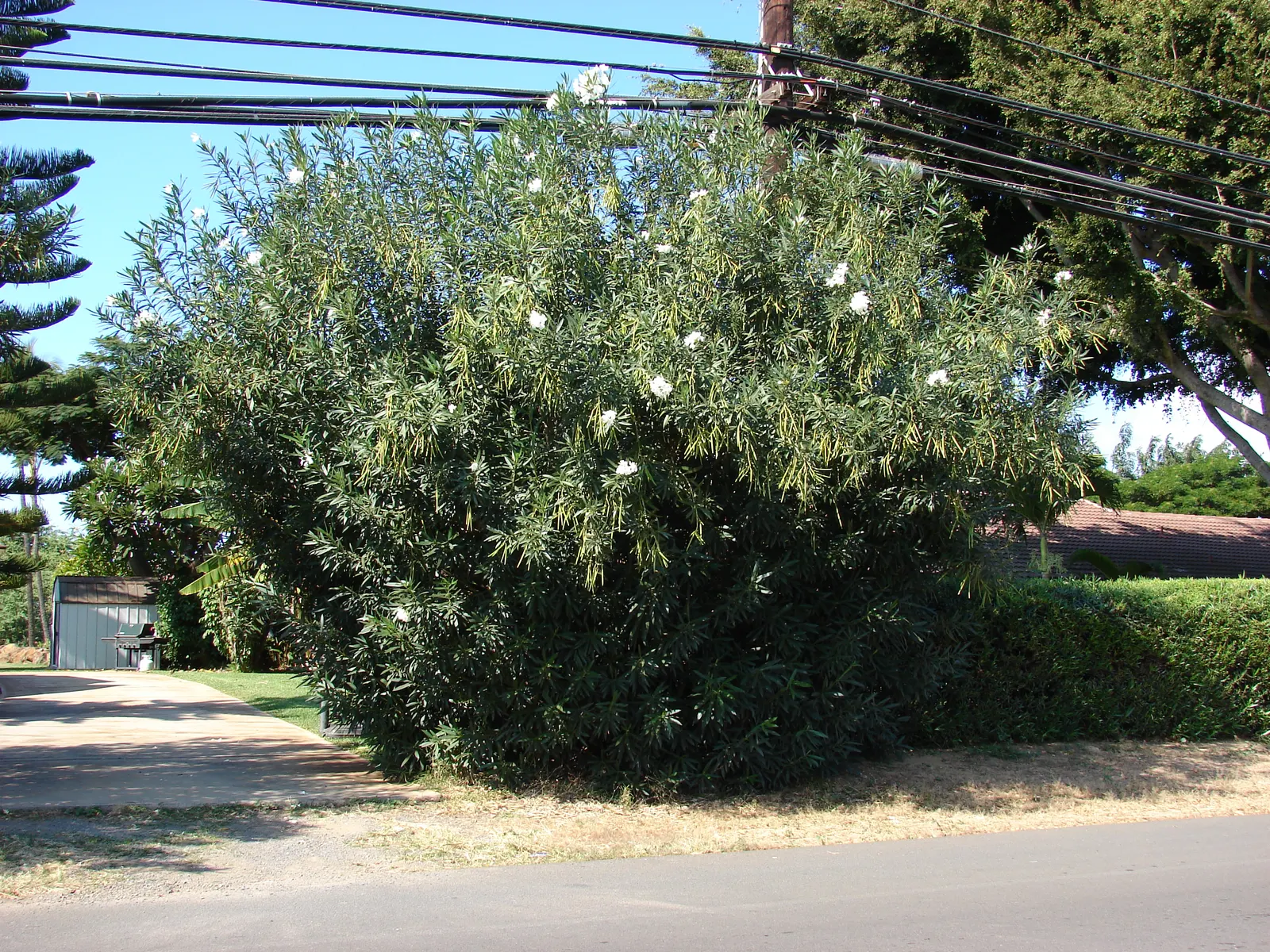 White Oleander (Nerium Oleander 'White') — shrub for full or half; ensuring the plant's ornamental charm brings beauty without risk