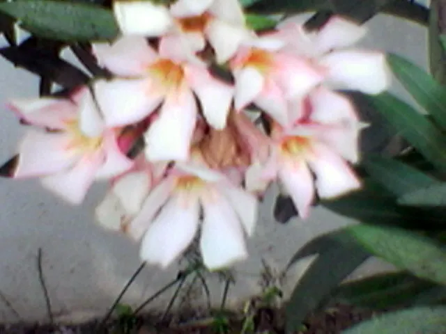 White Oleander (Nerium Oleander 'White') — are to be respected for their toxic properties; all parts of the plant are poisonous if ingested; presents a