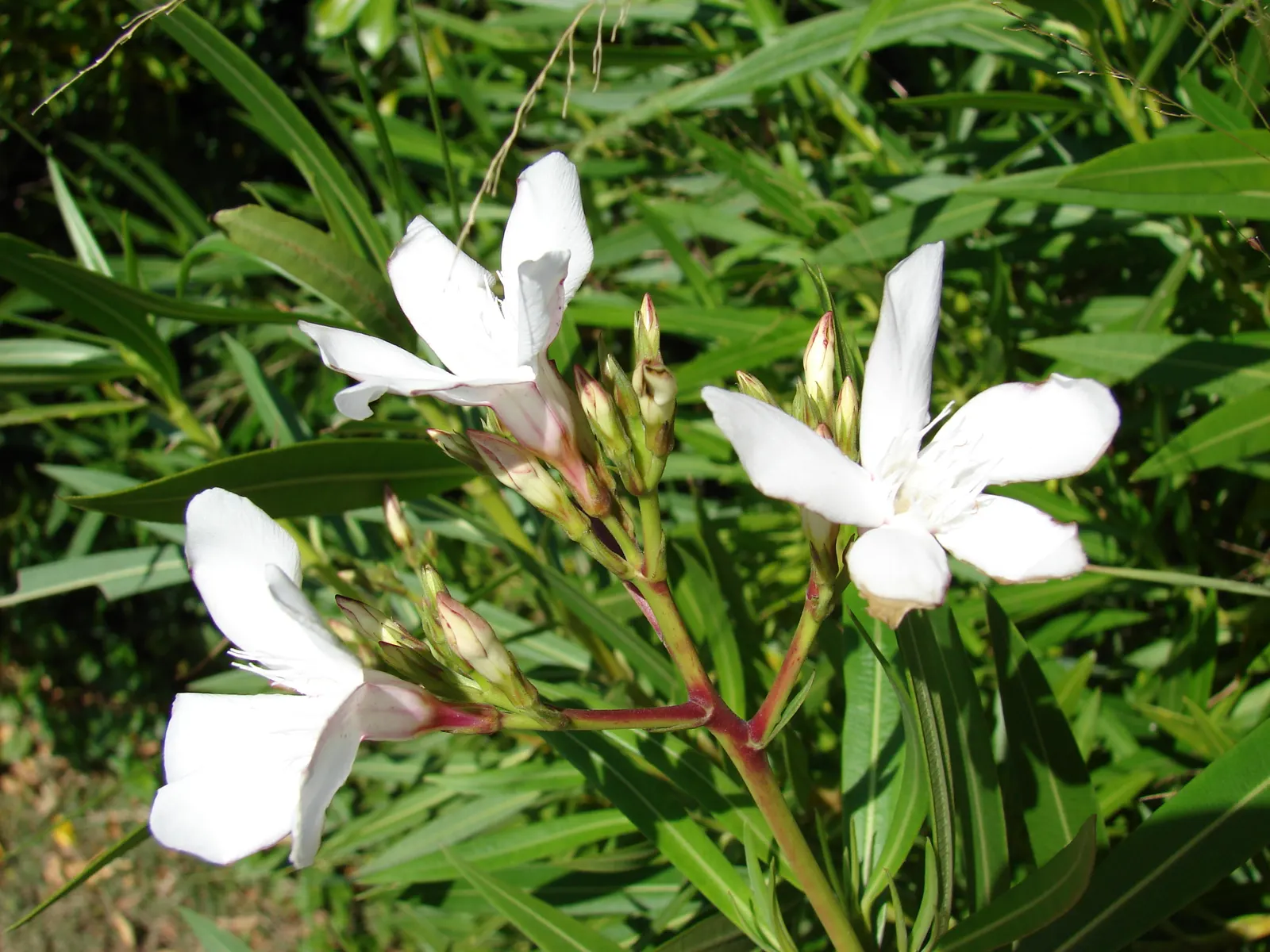 White Oleander (Nerium Oleander 'White') — and gloves should be worn when handling.<br><br>This robust shrub requires full sun exposure to thrive, image 68