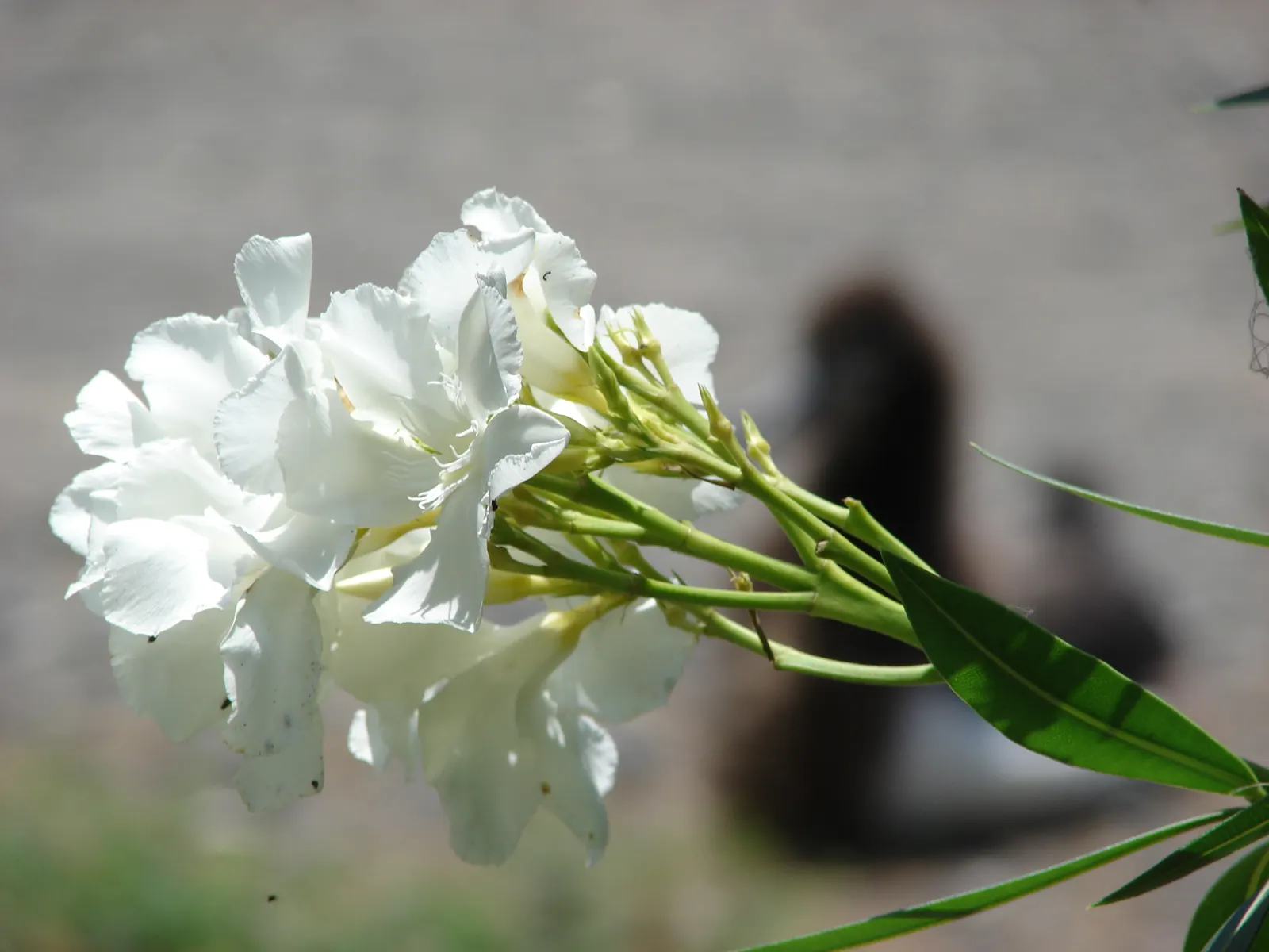 White Oleander (Nerium Oleander 'White') — leathery green and create a lush backdrop for the five-petaled flowers; are to be respected for their toxic