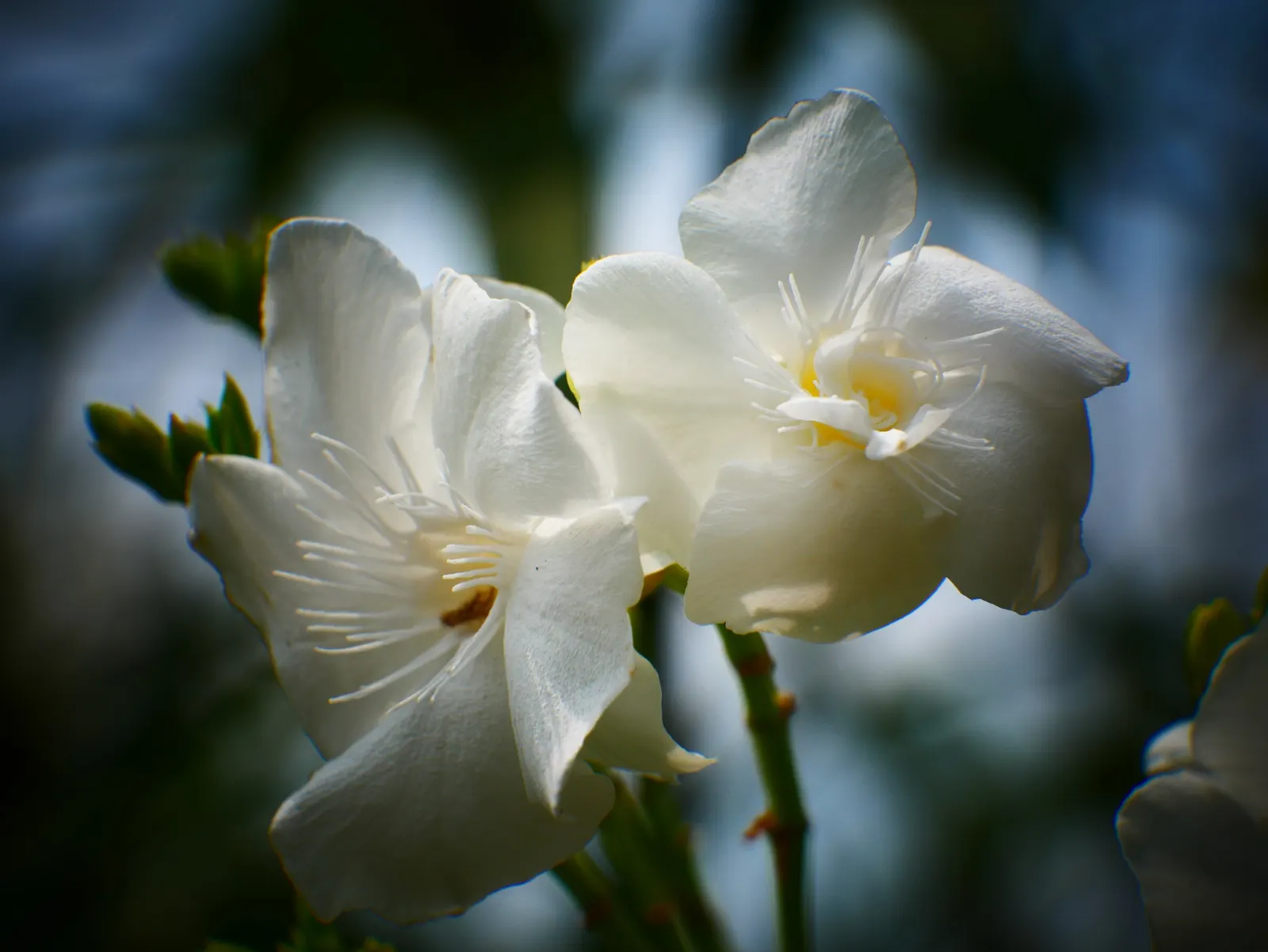 White Oleander (Nerium Oleander 'White') — It tolerates a range of conditions; the White Oleander (Nerium oleander 'White') is an evergreen shrub, image 70