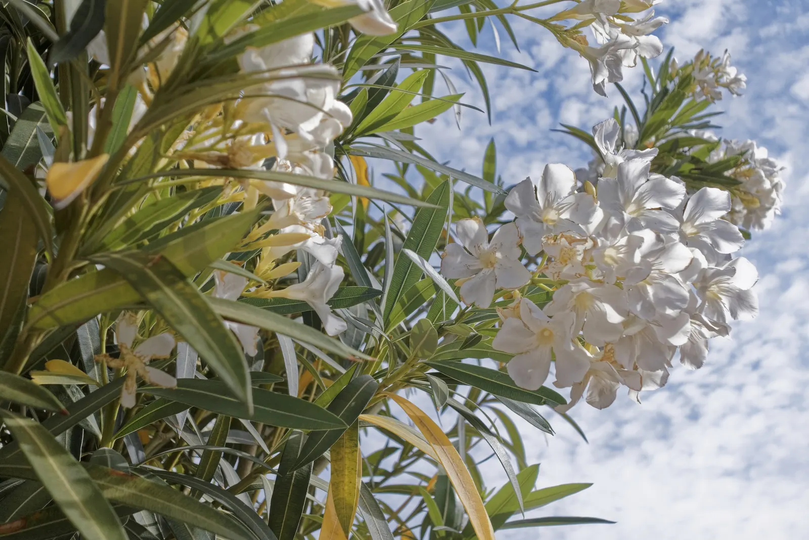 White Oleander (Nerium Oleander 'White') — making it an excellent choice for low-maintenance landscapes; creamy white blossoms and rich