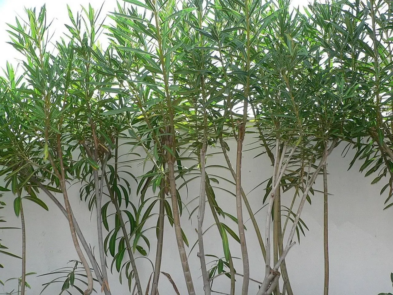 White Oleander (Nerium Oleander 'White') — Hardy in USDA zones 8-10, it requires minimal maintenance once established, image 59