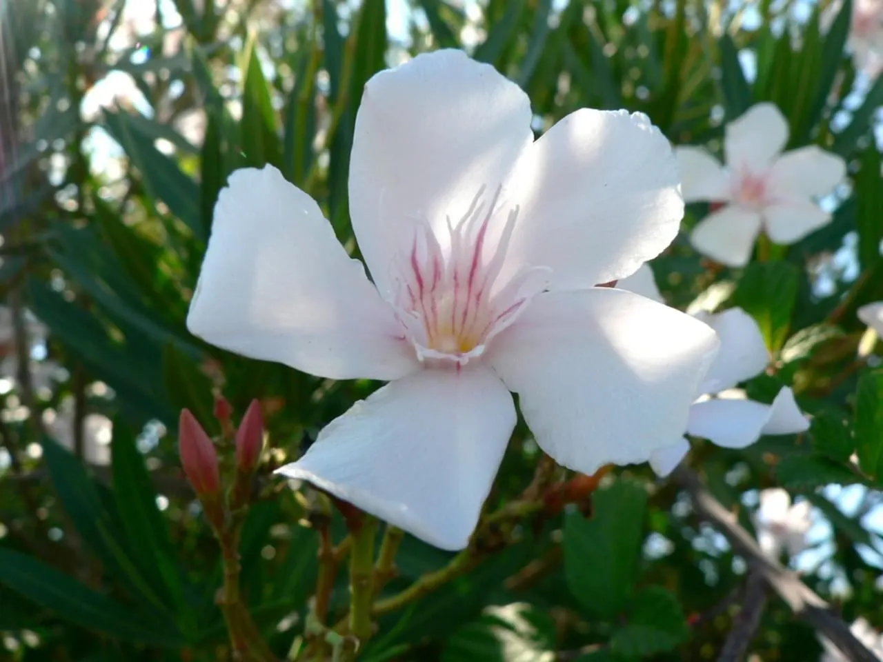 White Oleander (Nerium Oleander 'White') — requiring less attention once established; this perennial shrub typically reaches a height of 8 to 12 feet and