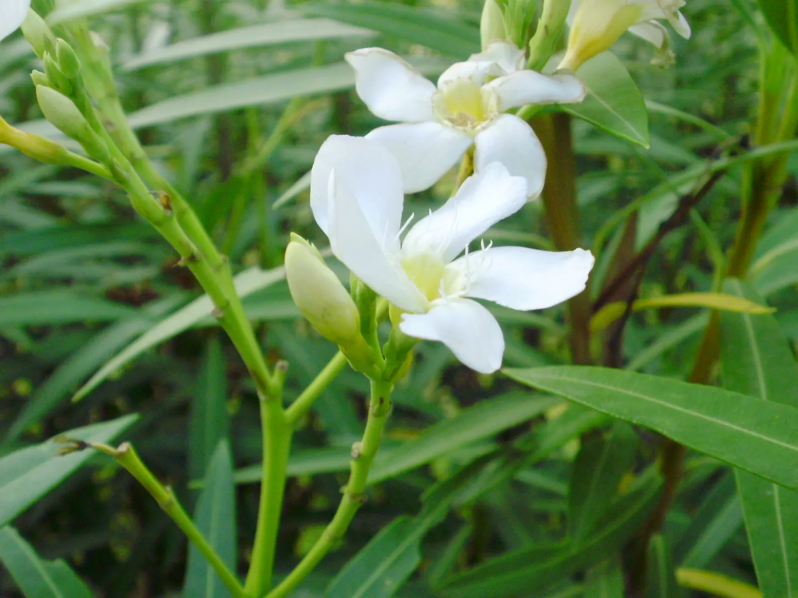 White Oleander (Nerium Oleander 'White') — This perennial shrub typically reaches a height of 8 to 12 feet and spreads about the same; commonly referred to as