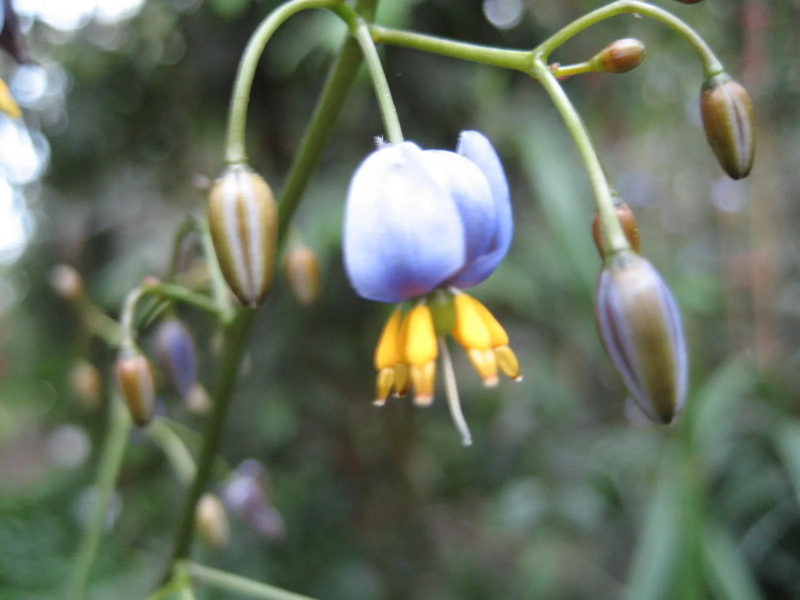 Tasmanian Flax Lily (Dianella Tasmanica) — Its striking blue-purple flowers bloom in spring, leading to edible, metallic-blue berries; dianella tasmanica