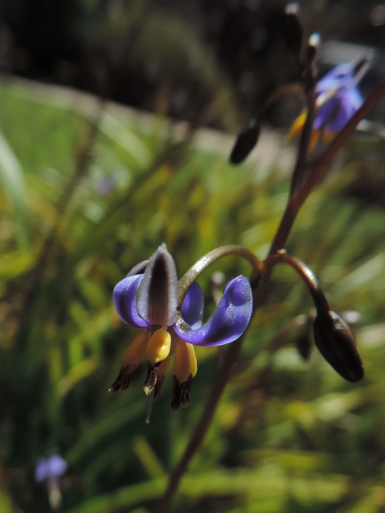 Tasmanian Flax Lily (Dianella Tasmanica) — grass / perennial for full or half or shade