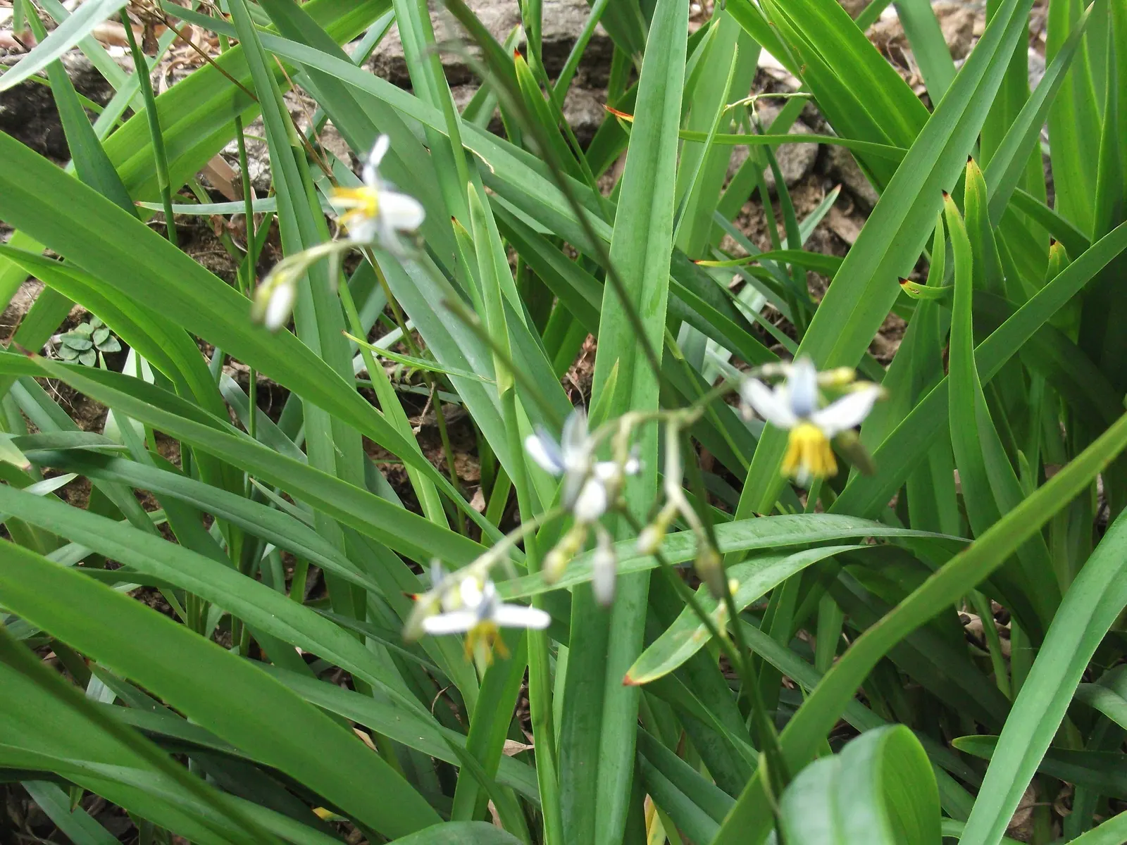 Tasmanian Flax Lily (Dianella Tasmanica) — star-shaped flowers in the spring and summer; making it a low-maintenance option for landscapes in USDA Hardiness