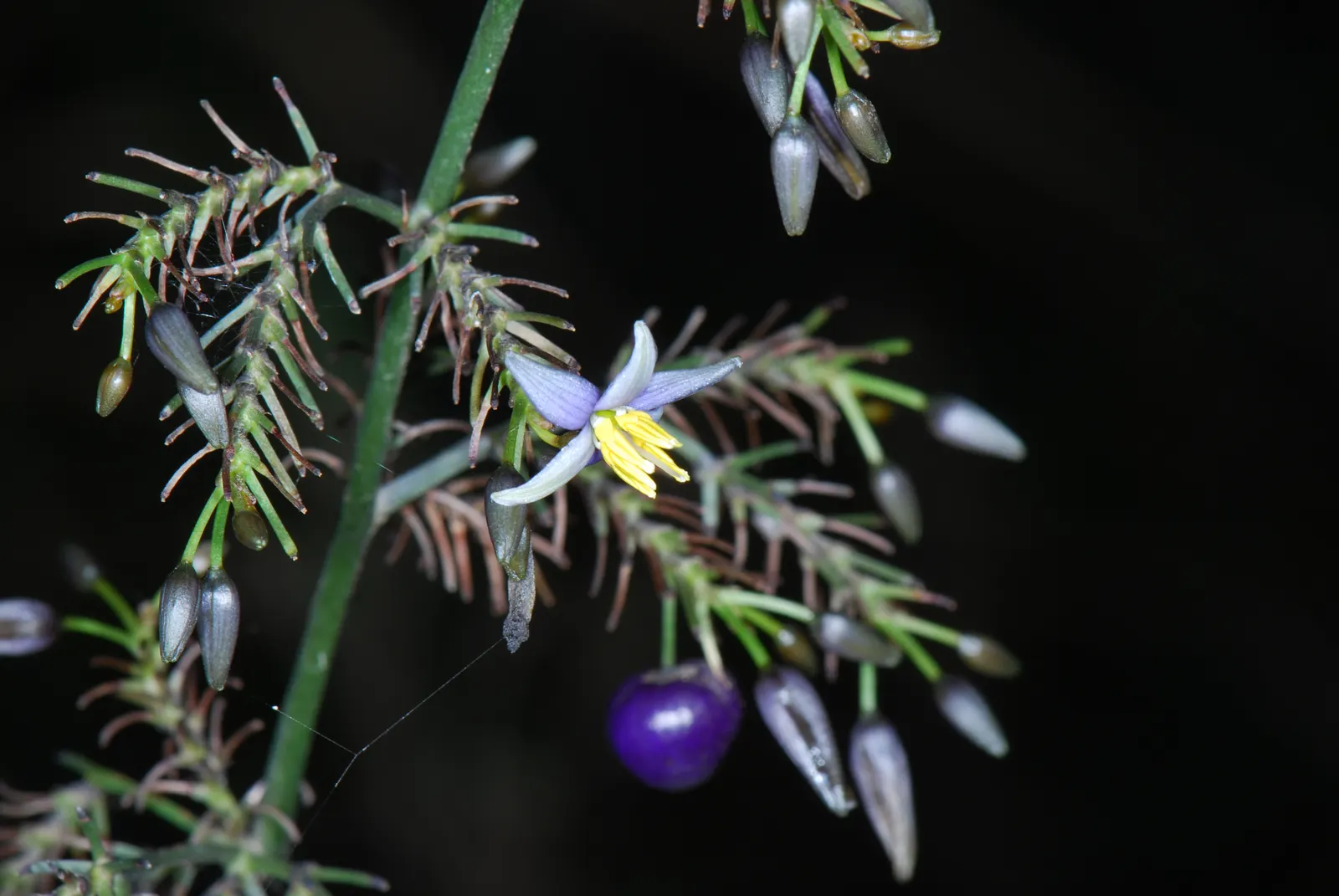 Tasmanian Flax Lily (Dianella Tasmanica) — is a striking evergreen perennial that adds a touch of elegance and texture to any landscape; it requires