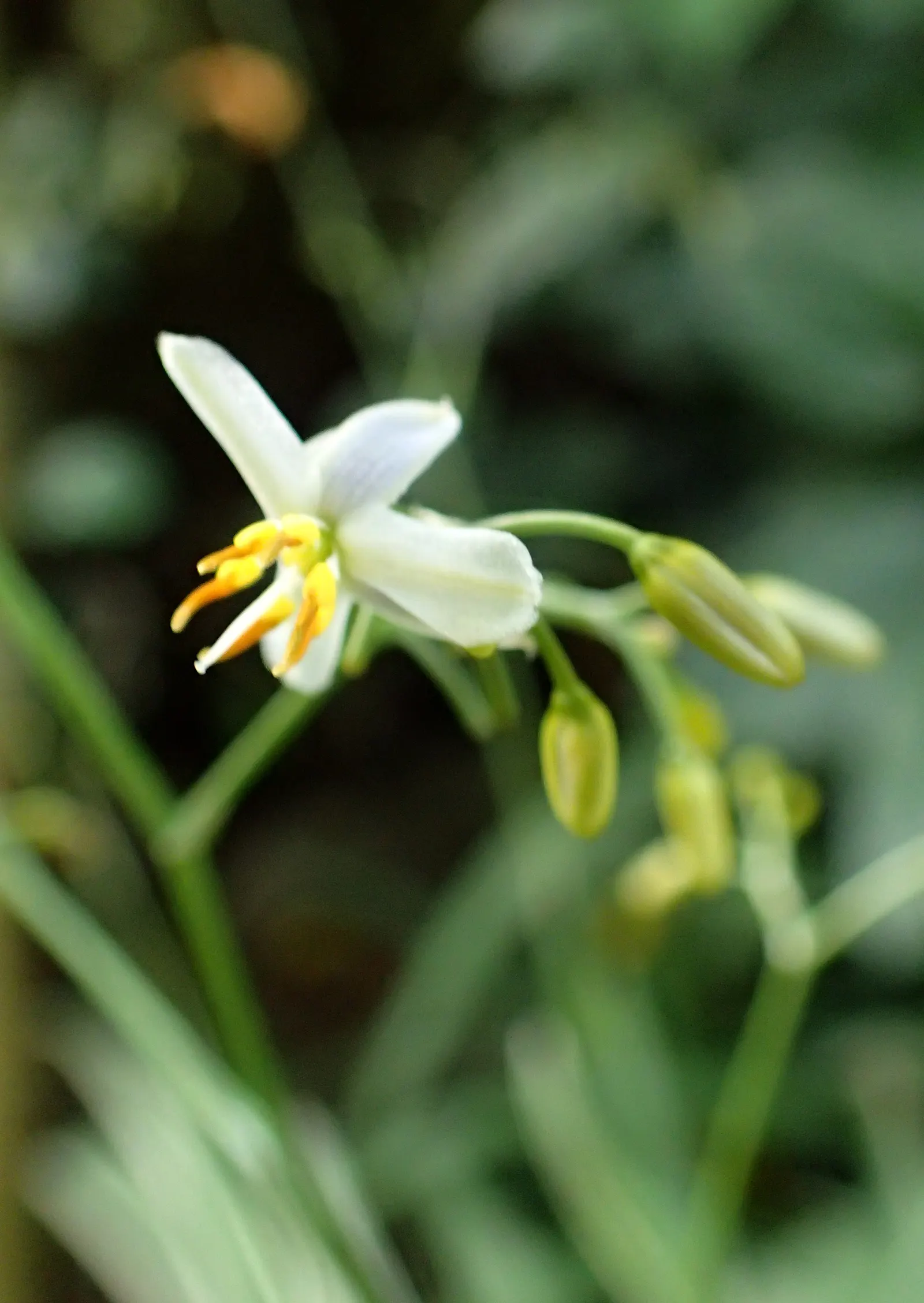 Tasmanian Flax Lily (Dianella Tasmanica) — grass / perennial with blue blooms; or within container gardens