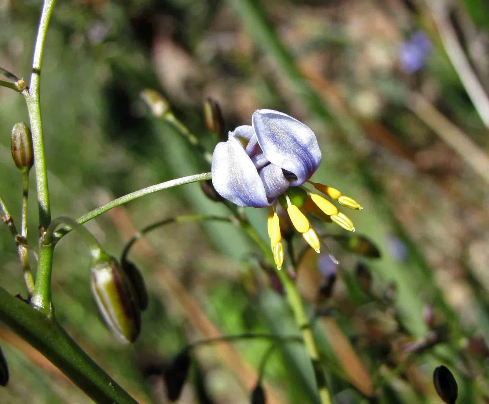 Tasmanian Flax Lily (Dianella Tasmanica) — this hardy species is native to Tasmania and southeastern Australia; commonly known as the Tasmanian Flax Lily