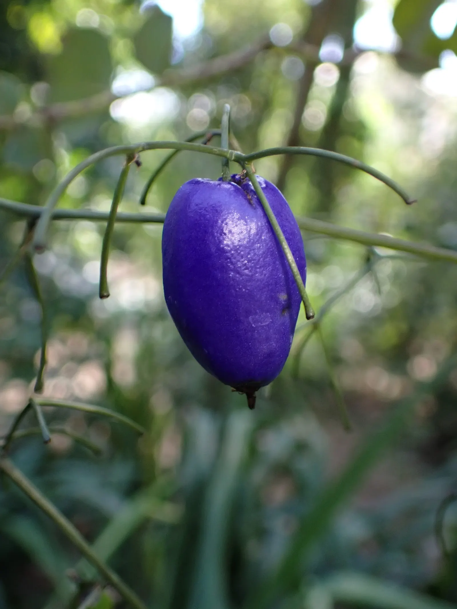 Tasmanian Flax Lily (Dianella Tasmanica) — commonly known as the Tasmanian Flax Lily