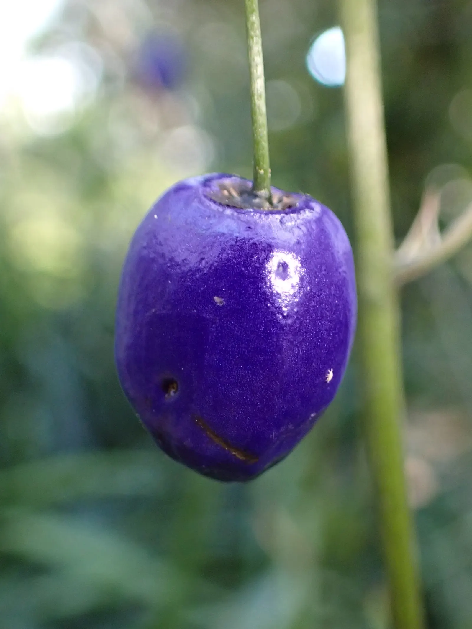 Tasmanian Flax Lily (Dianella Tasmanica) — dark blue berries that are about 0.5 inches in diameter