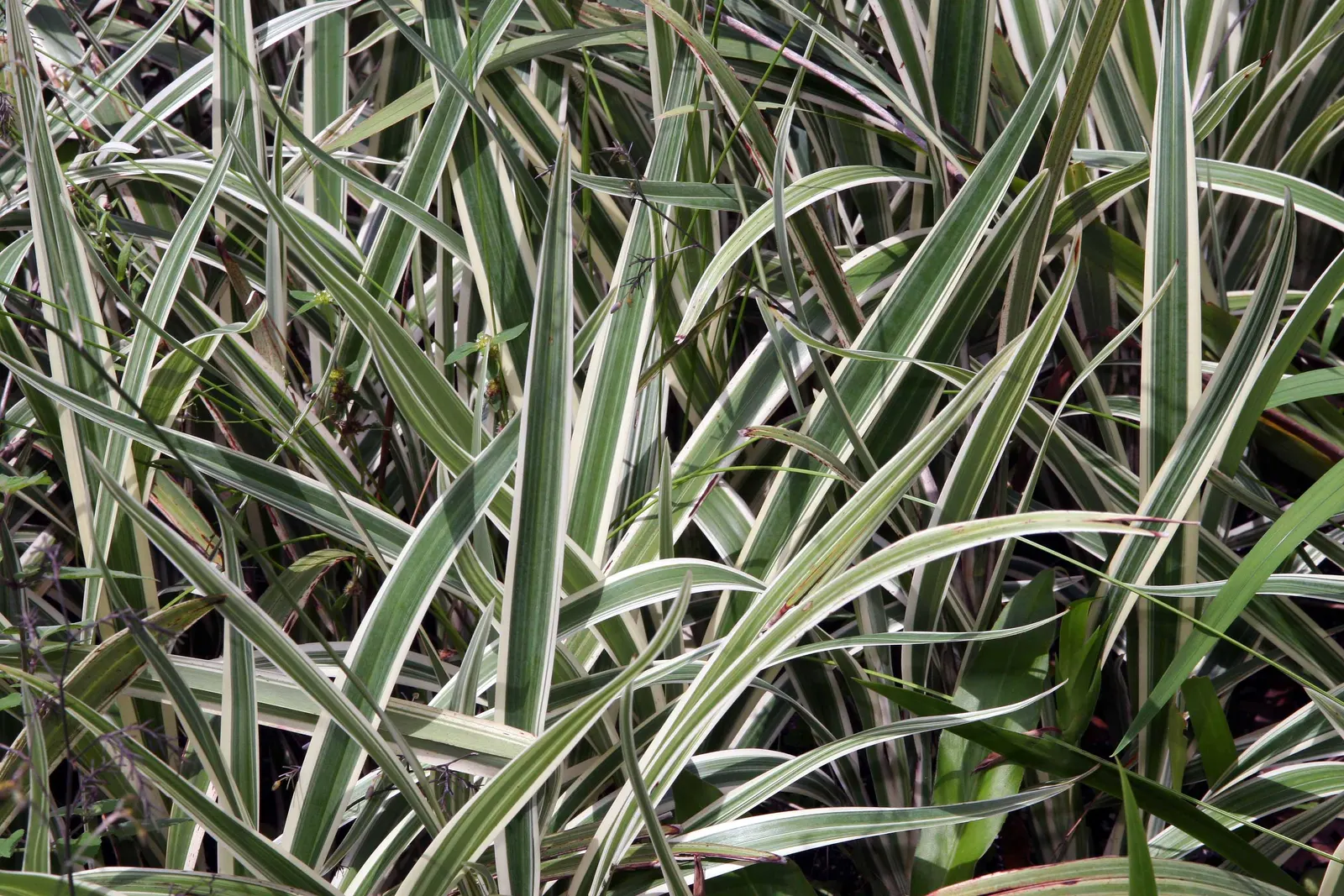 Tasmanian Flax Lily (Dianella Tasmanica) — making it a low-maintenance option for landscapes in USDA Hardiness Zones 7-10; verdant green leaves that reach up