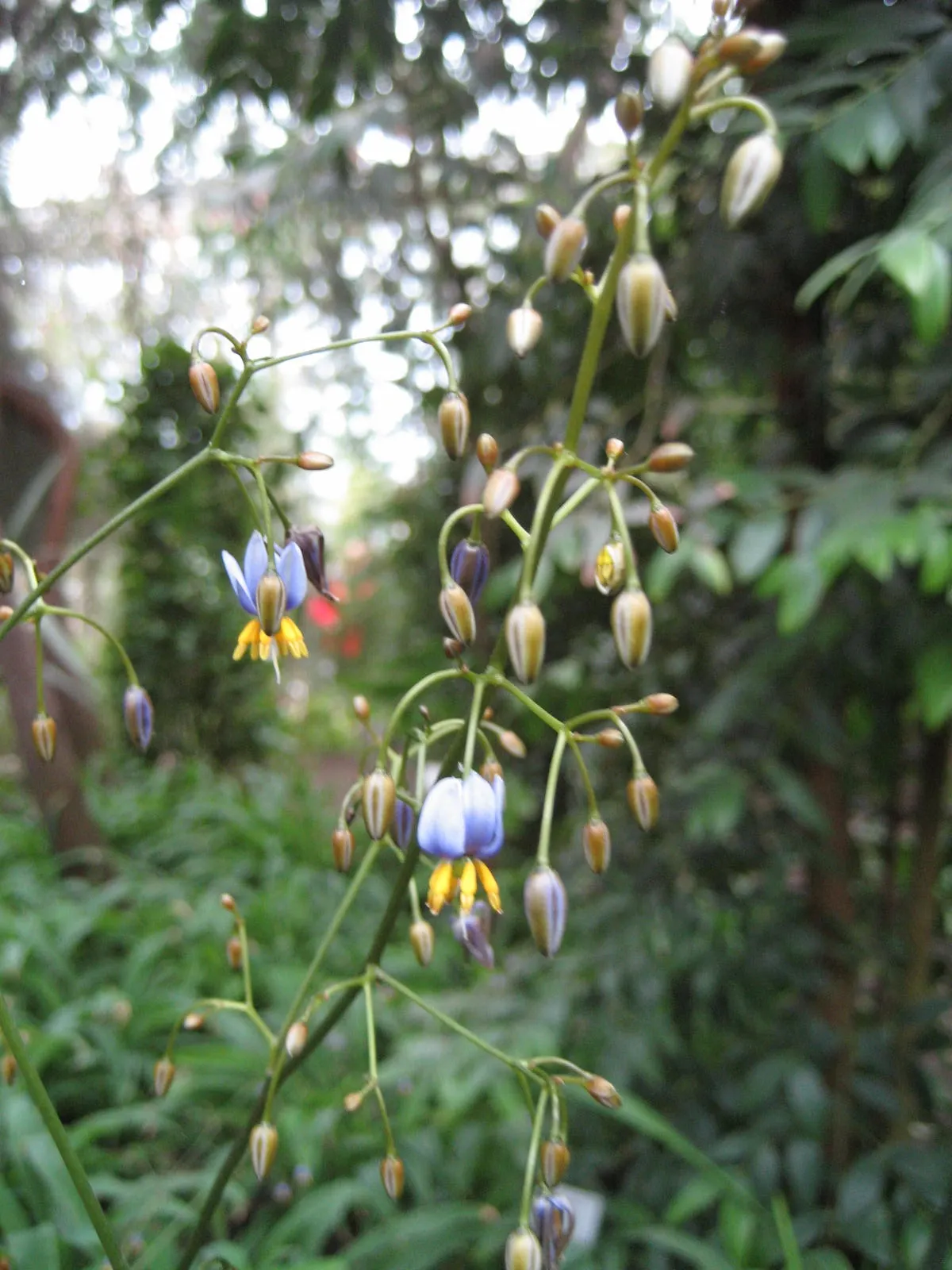 Tasmanian Flax Lily (Dianella Tasmanica) — or within container gardens