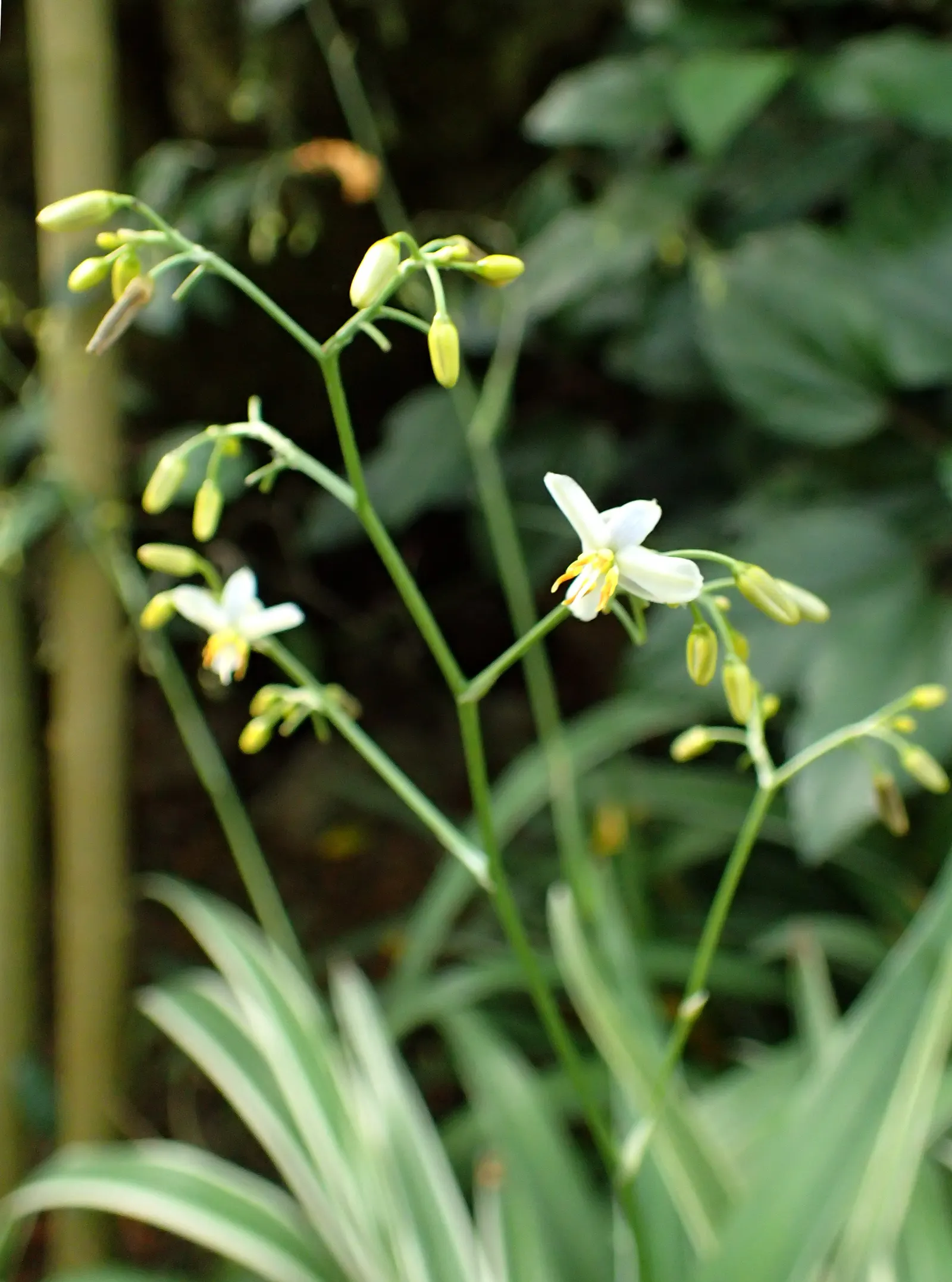 Tasmanian Flax Lily (Dianella Tasmanica) — Dianella tasmanica thrives in full sun to partial shade; the Flax Lily produces eye-catching
