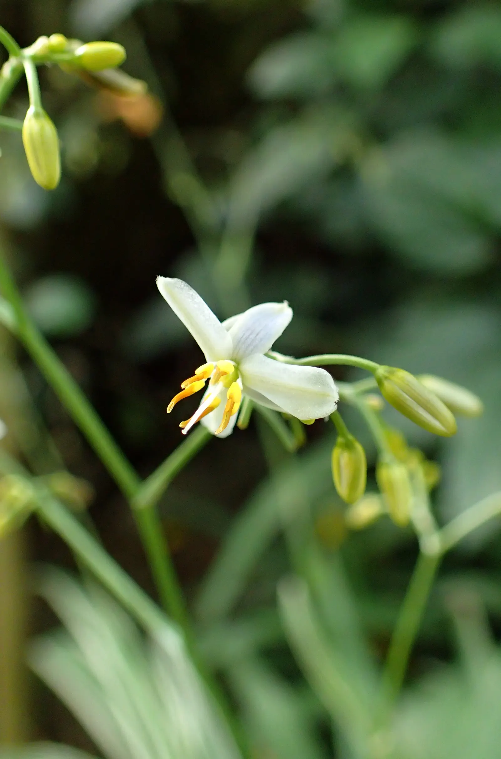 Tasmanian Flax Lily (Dianella Tasmanica) — Dianella tasmanica thrives in full sun to partial shade
