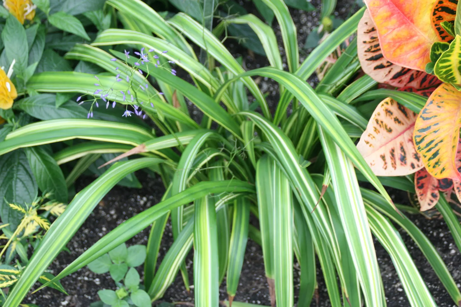 Tasmanian Flax Lily (Dianella Tasmanica) — grass / perennial for full or half or shade; providing a unique texture to the overall garden composition