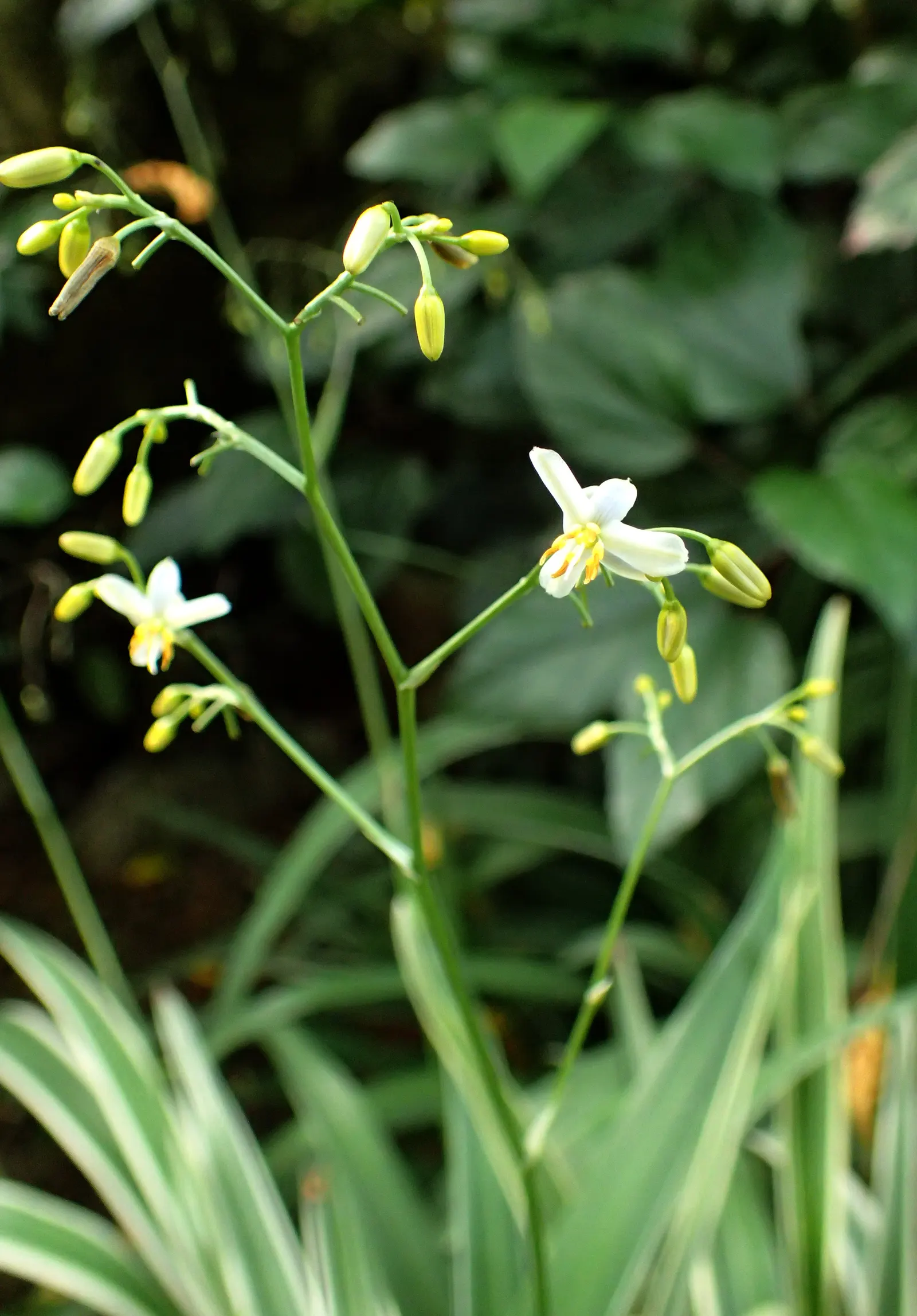 Tasmanian Flax Lily (Dianella Tasmanica) — The Flax Lily's robust nature allows it to resist common pests and diseases