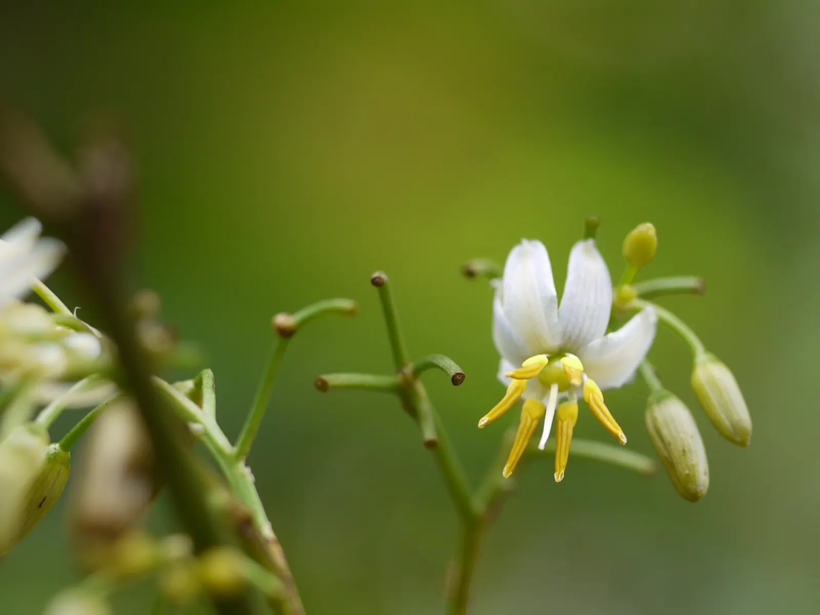 Tasmanian Flax Lily (Dianella Tasmanica) — It requires well-drained soil but is relatively drought-tolerant once established