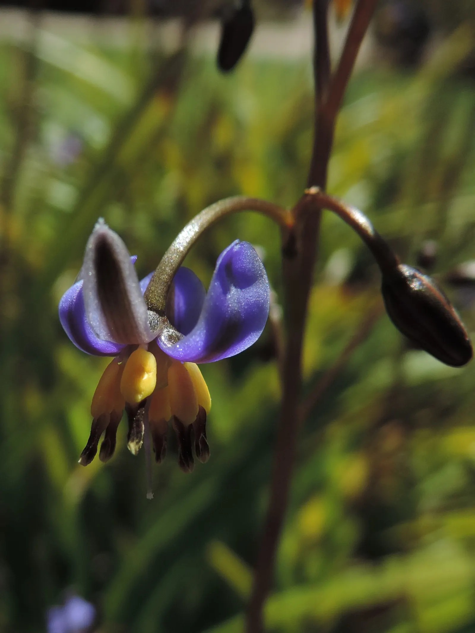 Tasmanian Flax Lily (Dianella Tasmanica) — blue flowers in the garden