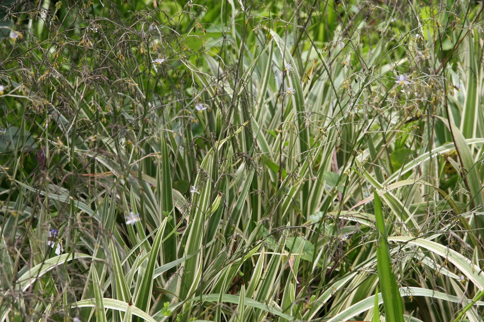 Tasmanian Flax Lily (Dianella Tasmanica) — The Flax Lily's robust nature allows it to resist common pests and diseases; this hardy species is native to