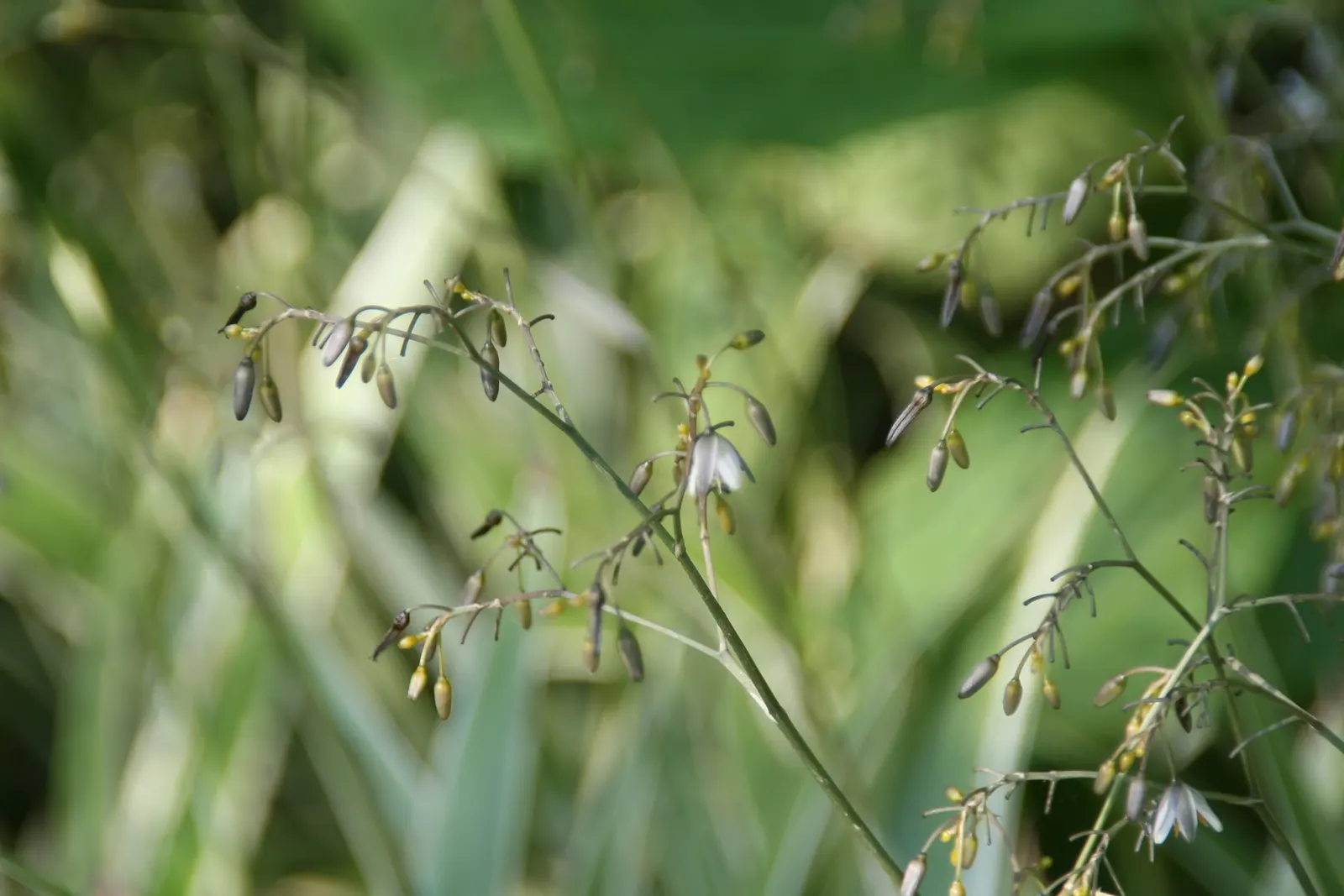 Tasmanian Flax Lily (Dianella Tasmanica) — is a striking evergreen perennial that adds a touch of elegance and texture to any landscape