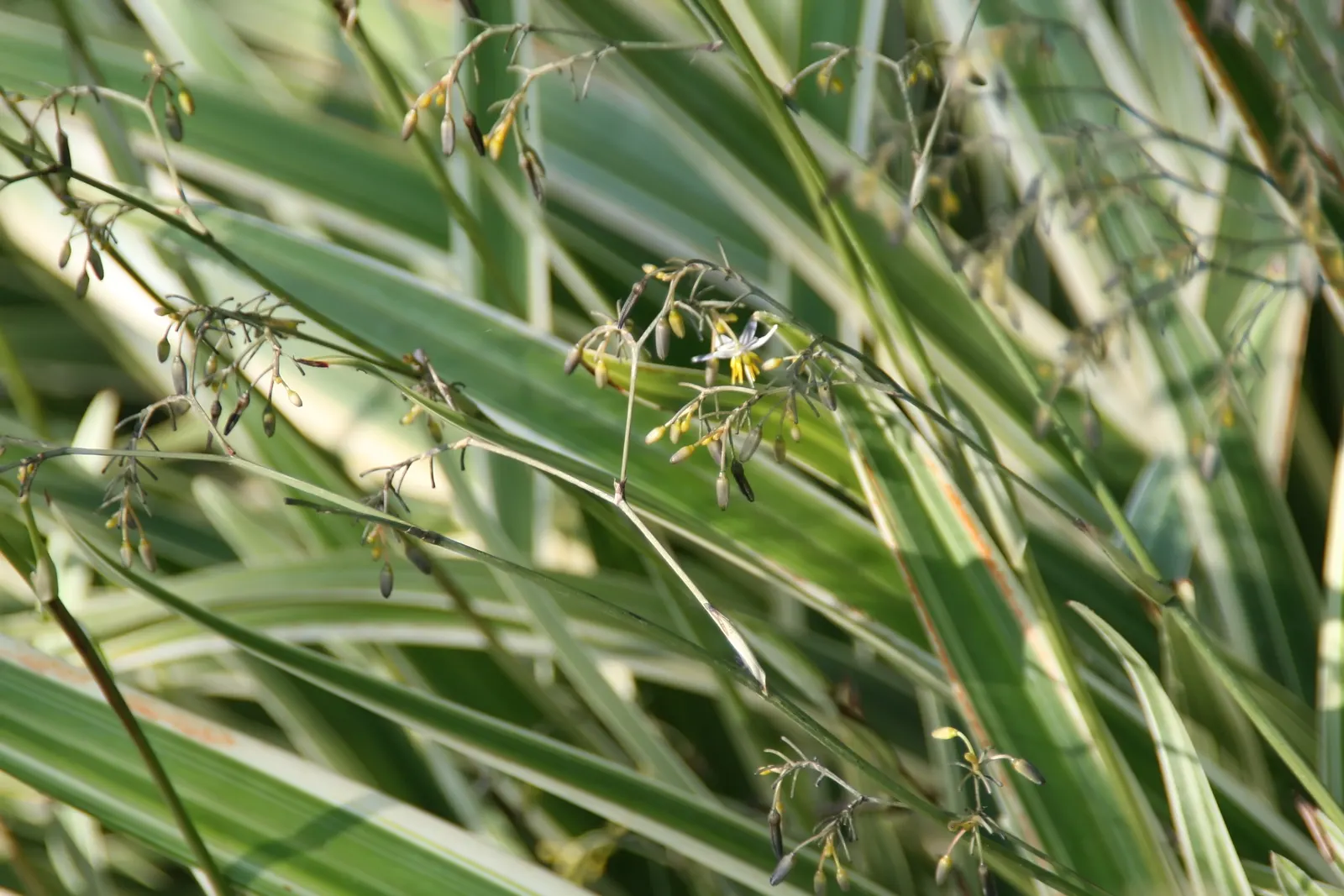 Tasmanian Flax Lily (Dianella Tasmanica) — ranging in color from soft violet to a deep purple-blue; grass / perennial for full or half or shade