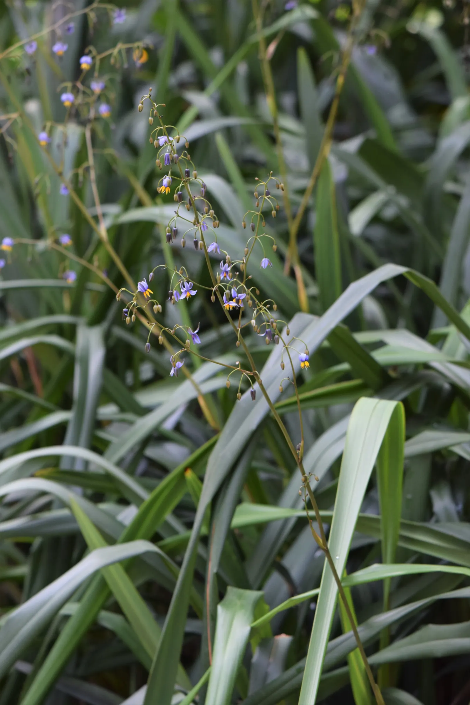 Tasmanian Flax Lily (Dianella Tasmanica) — each bloom approximately 0.75 to 1 inch across