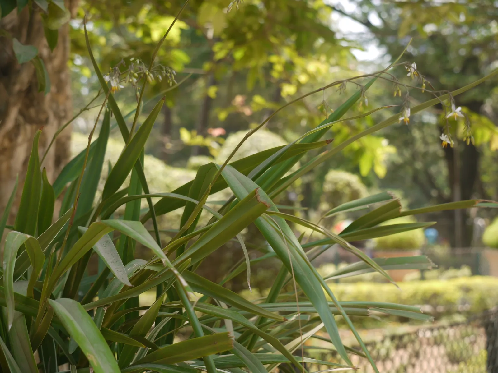 Tasmanian Flax Lily (Dianella Tasmanica) — making it a low-maintenance option for landscapes in USDA Hardiness Zones 7-10