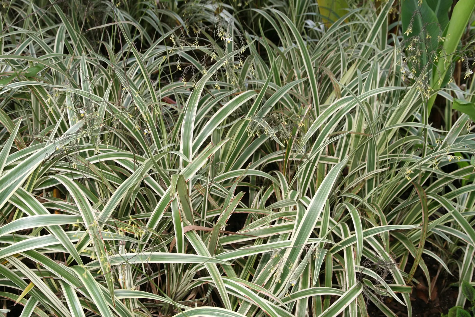 Tasmanian Flax Lily (Dianella Tasmanica) — It requires well-drained soil but is relatively drought-tolerant once established; making it an excellent choice for
